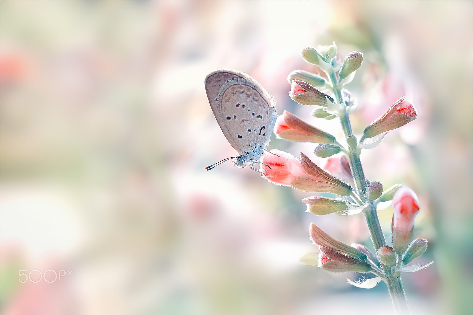 Sony SLT-A65 (SLT-A65V) + MACRO 50mm F2.8 sample photo. Butterfly photography