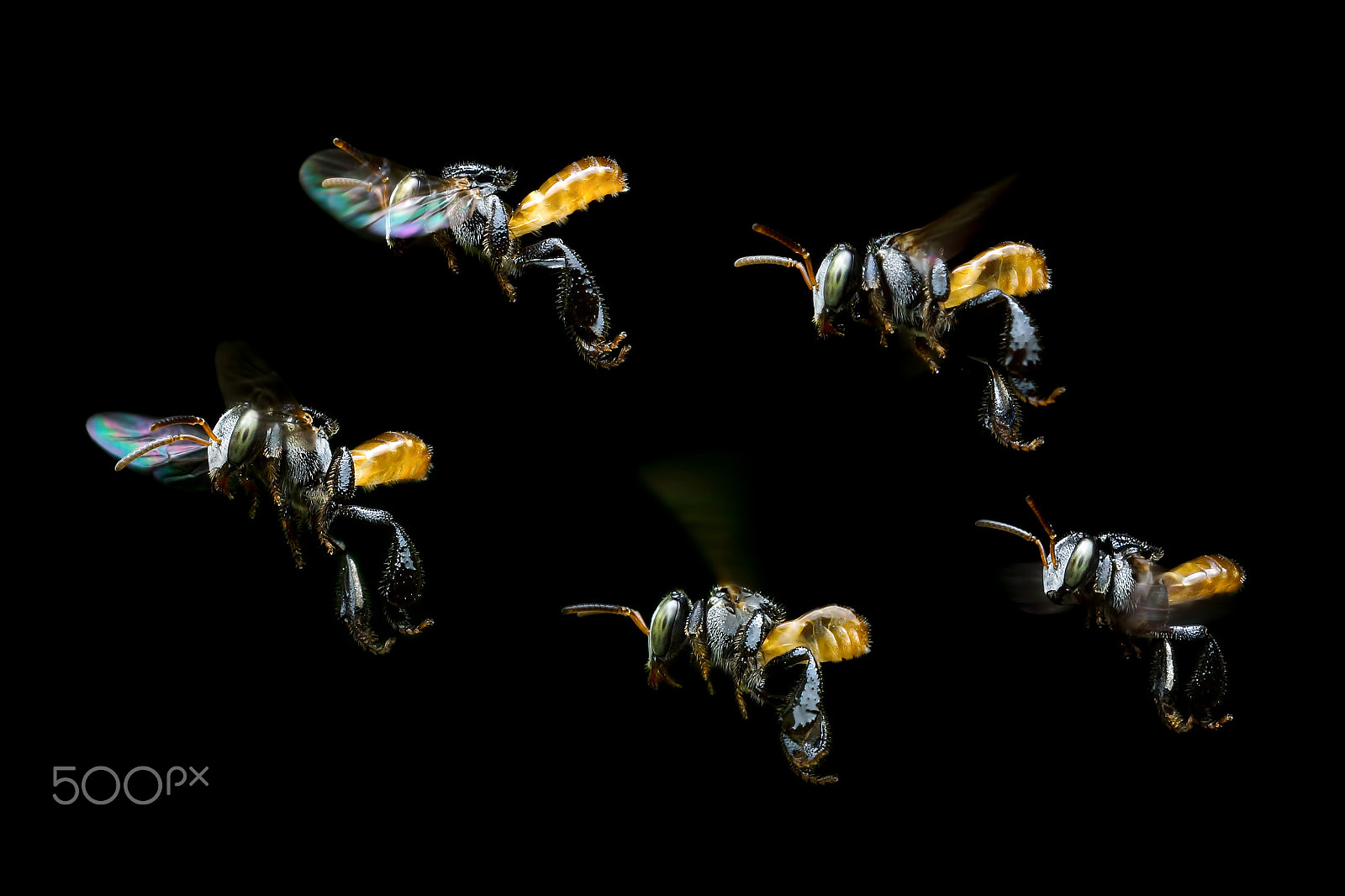 Sony SLT-A65 (SLT-A65V) + MACRO 50mm F2.8 sample photo. Stingless bees photography