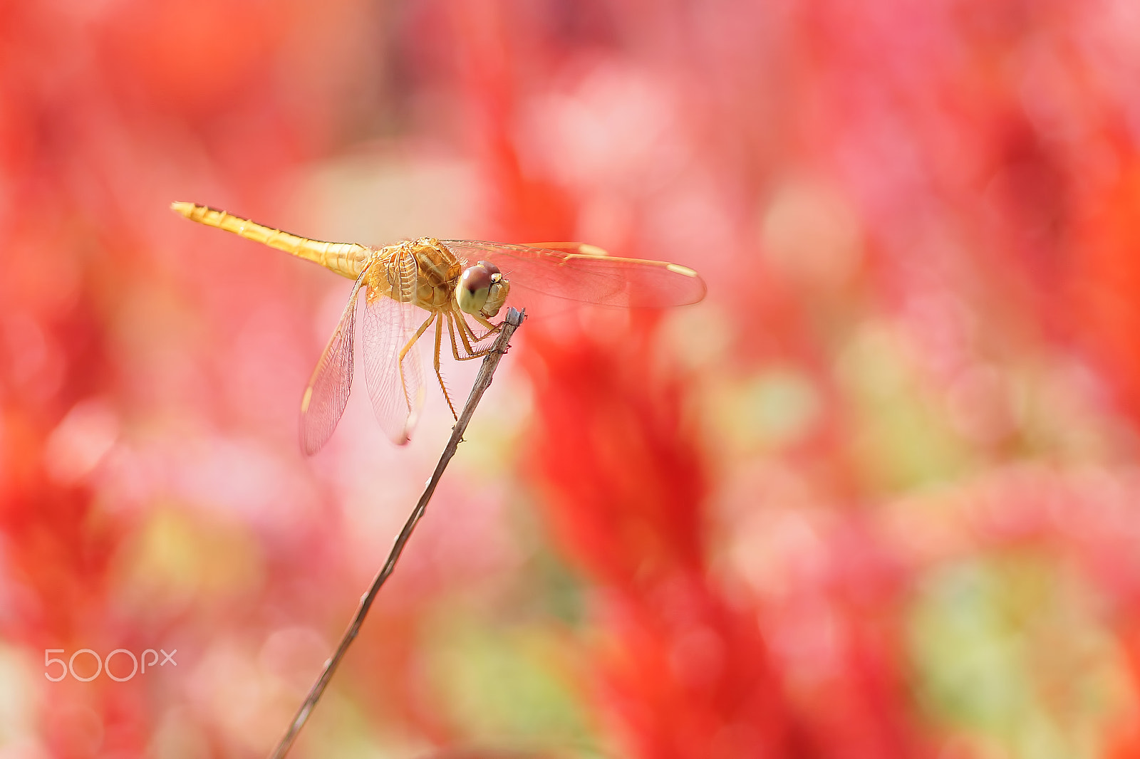 Sony SLT-A65 (SLT-A65V) + MACRO 50mm F2.8 sample photo. Dragonfly photography