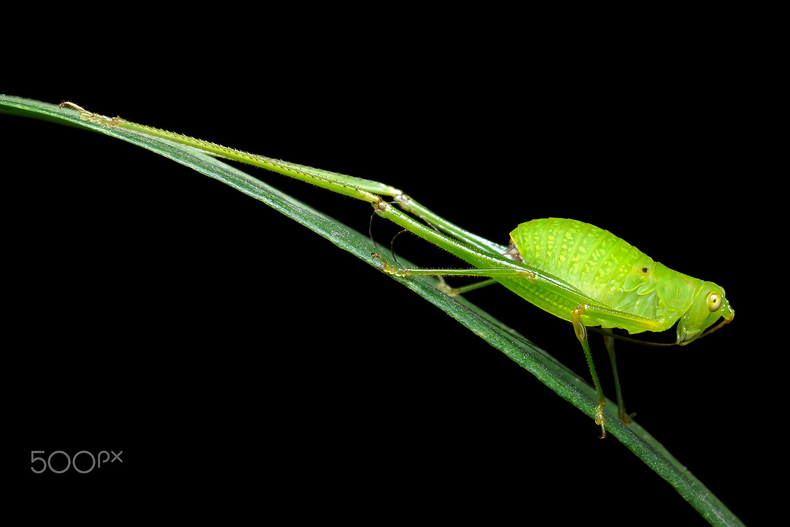 Sony SLT-A65 (SLT-A65V) + MACRO 50mm F2.8 sample photo. Grasshopperon photography