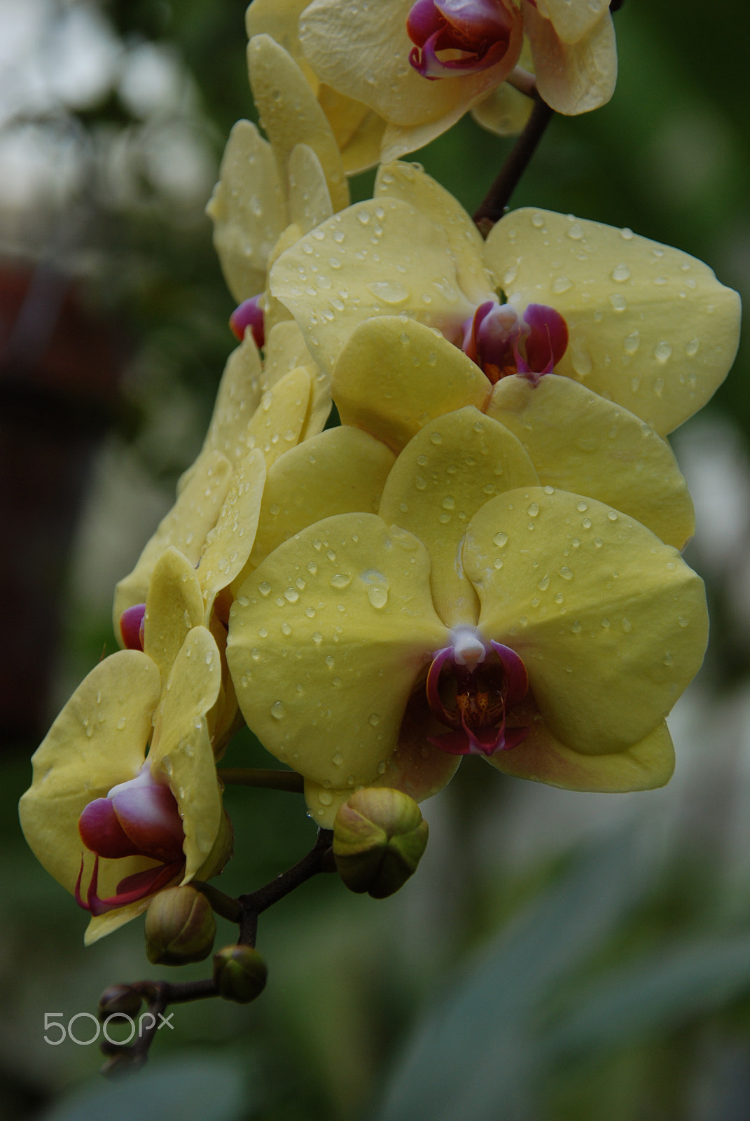Nikon D80 sample photo. Yellow orchidea photography