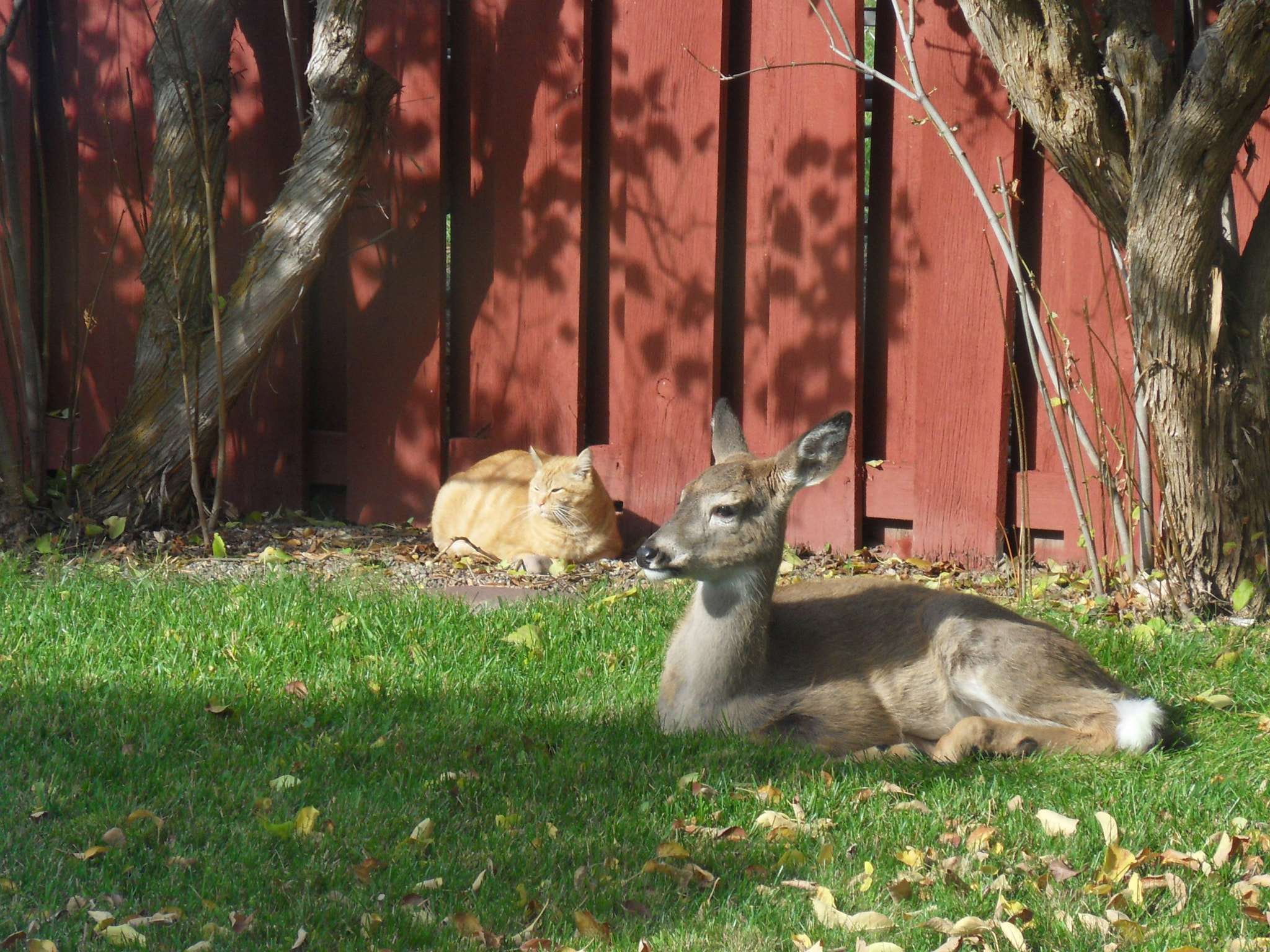 Samsung WB500, WB510 / VLUU WB500 /  HZ10W sample photo. Easy compandeer and cat. photography
