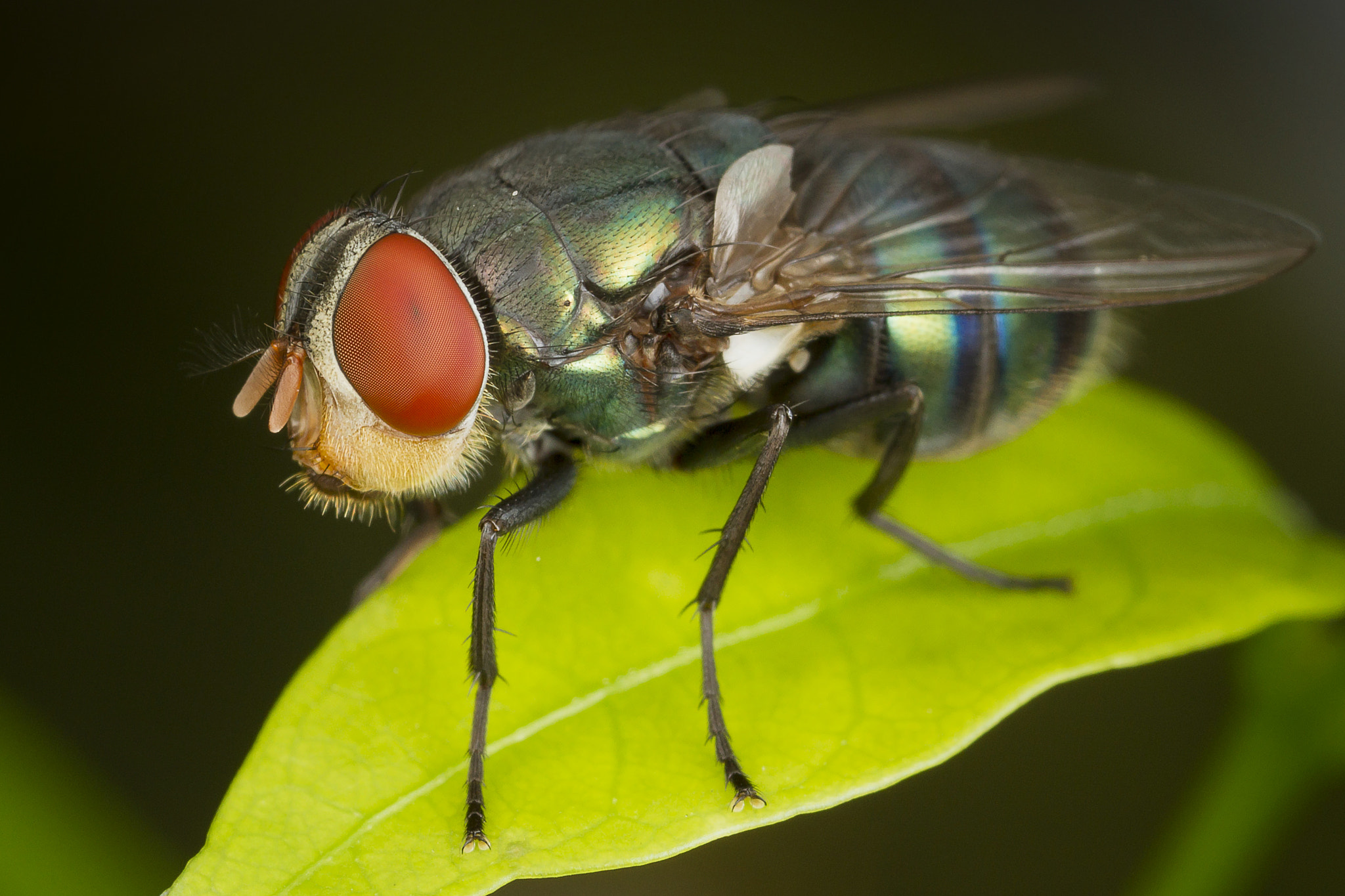 Canon EOS 7D + Canon MP-E 65mm F2.5 1-5x Macro Photo sample photo. Green bottle fly photography