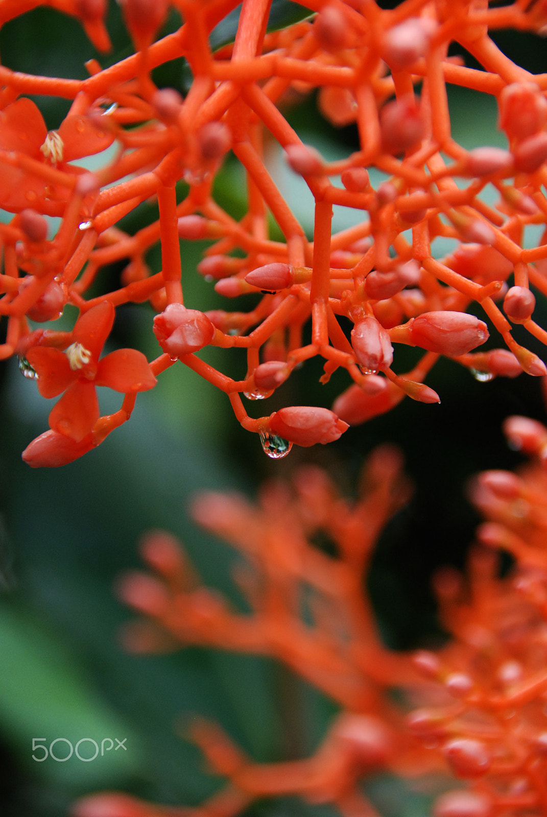 Nikon D80 sample photo. Coral red photography