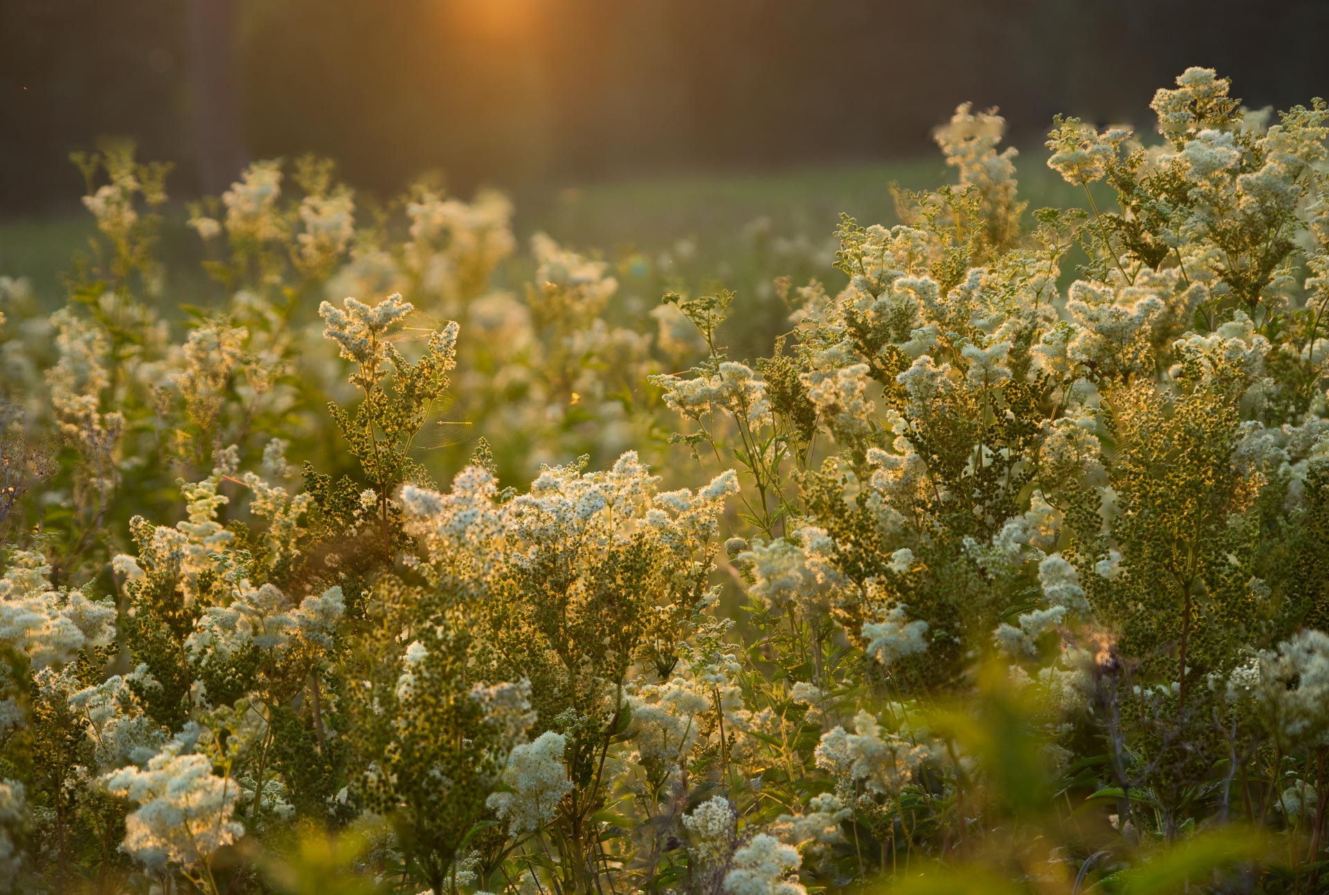 Pentax K-3 sample photo. Splash of summer photography