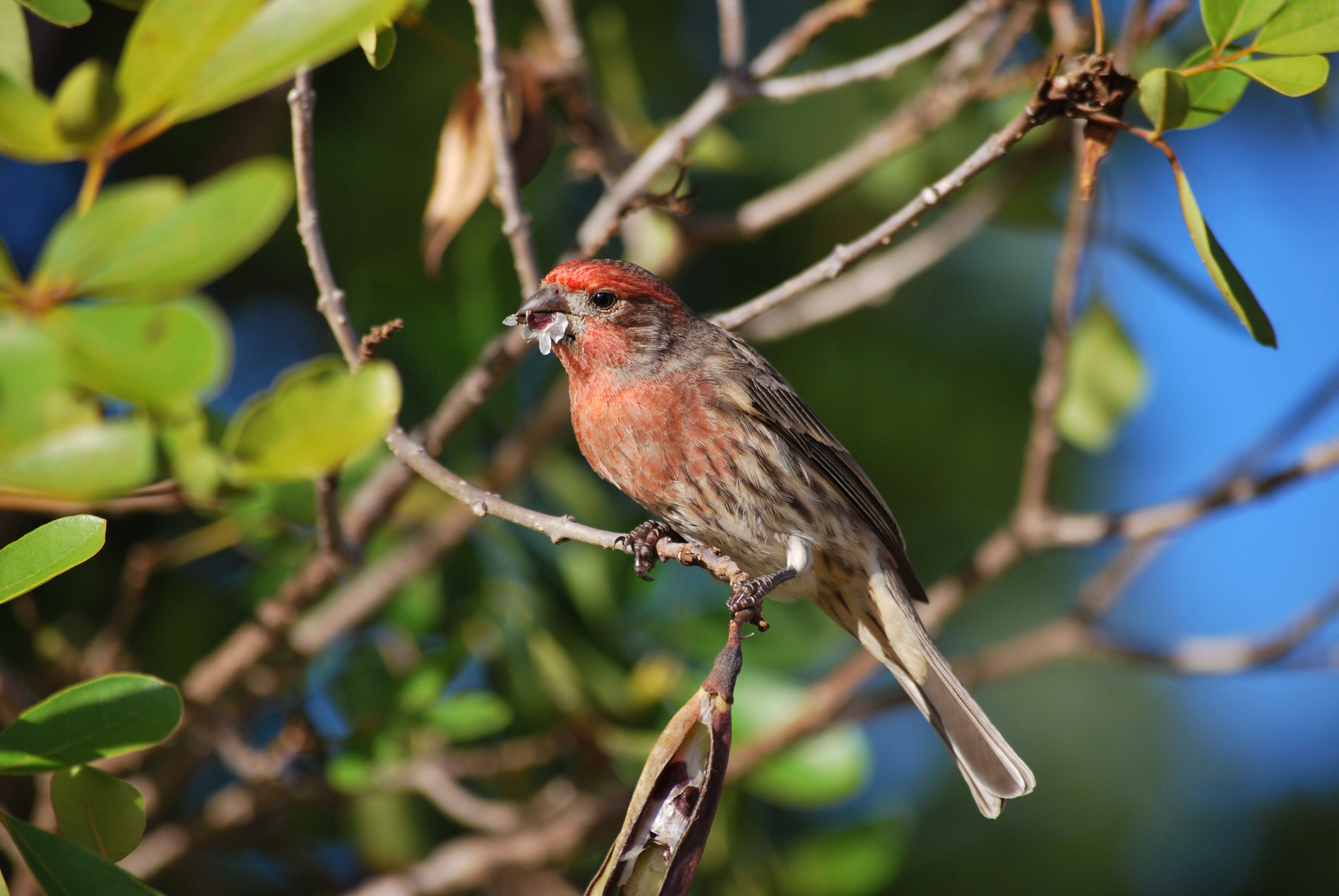 Nikon D60 sample photo. Papaya bird photography