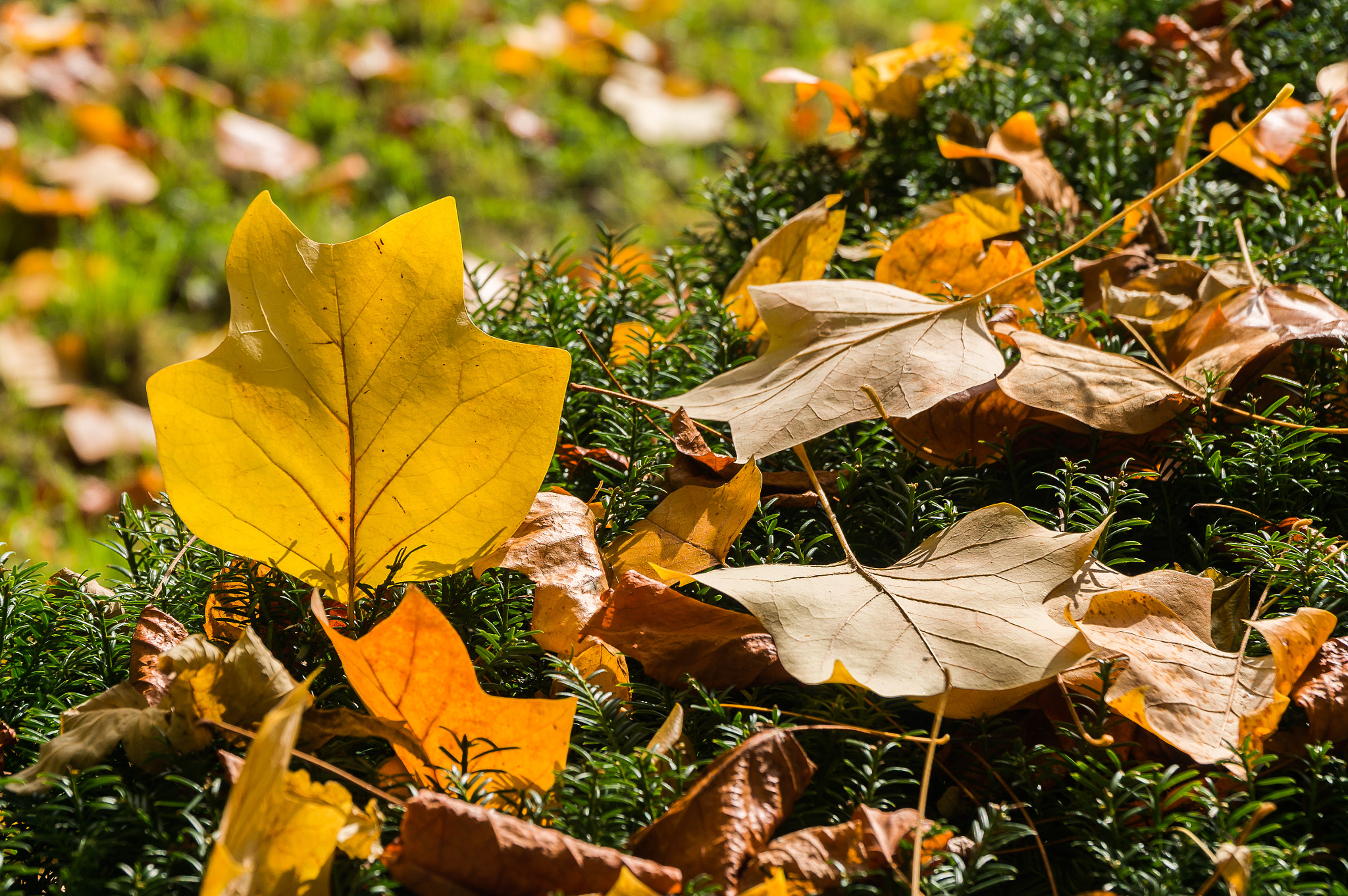 Sony Alpha NEX-6 + Sony E PZ 18-105mm F4 G OSS sample photo. Autumn impression iii photography