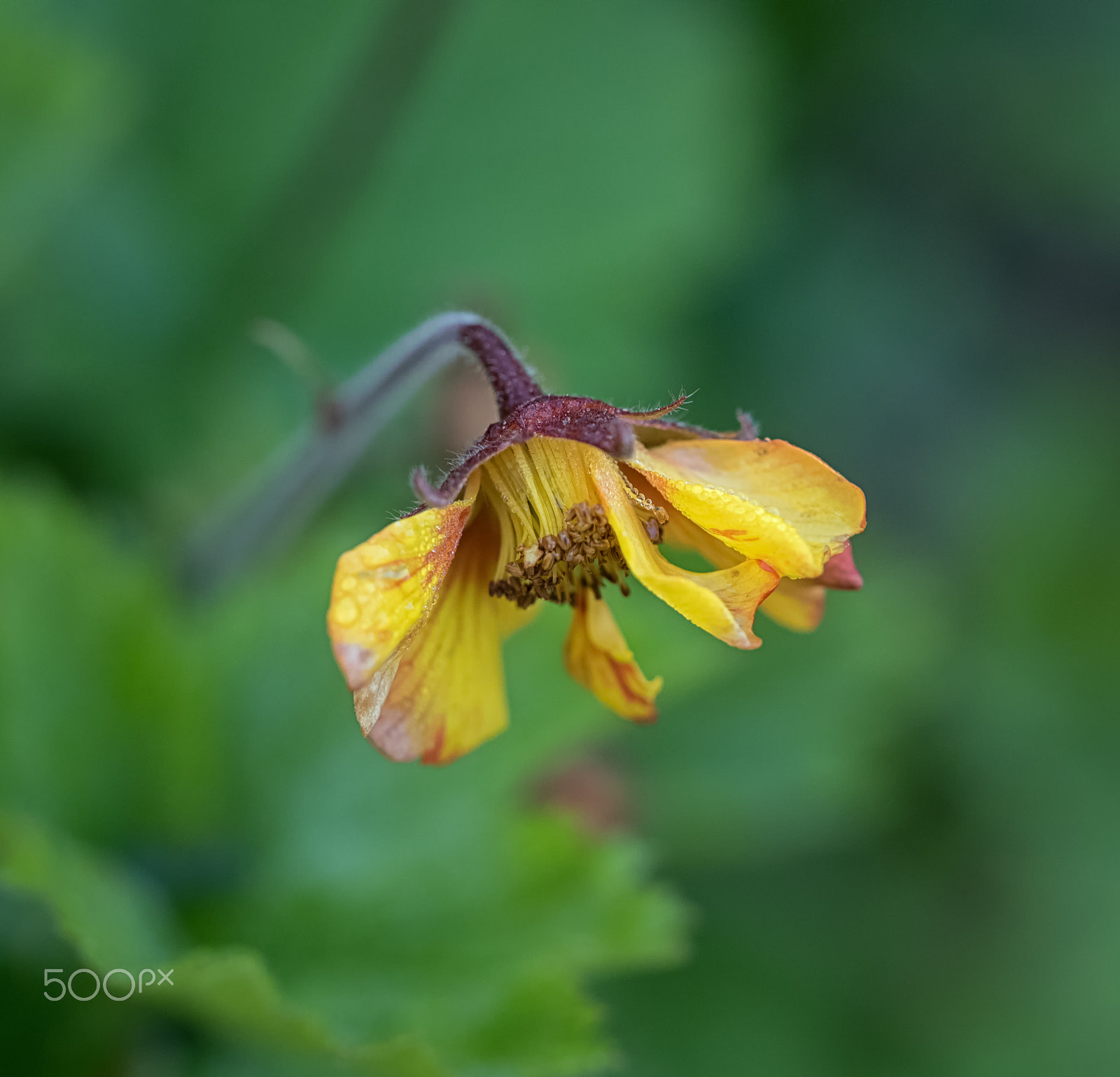 Olympus M.Zuiko Digital ED 60mm F2.8 Macro sample photo. Geum rivale photography