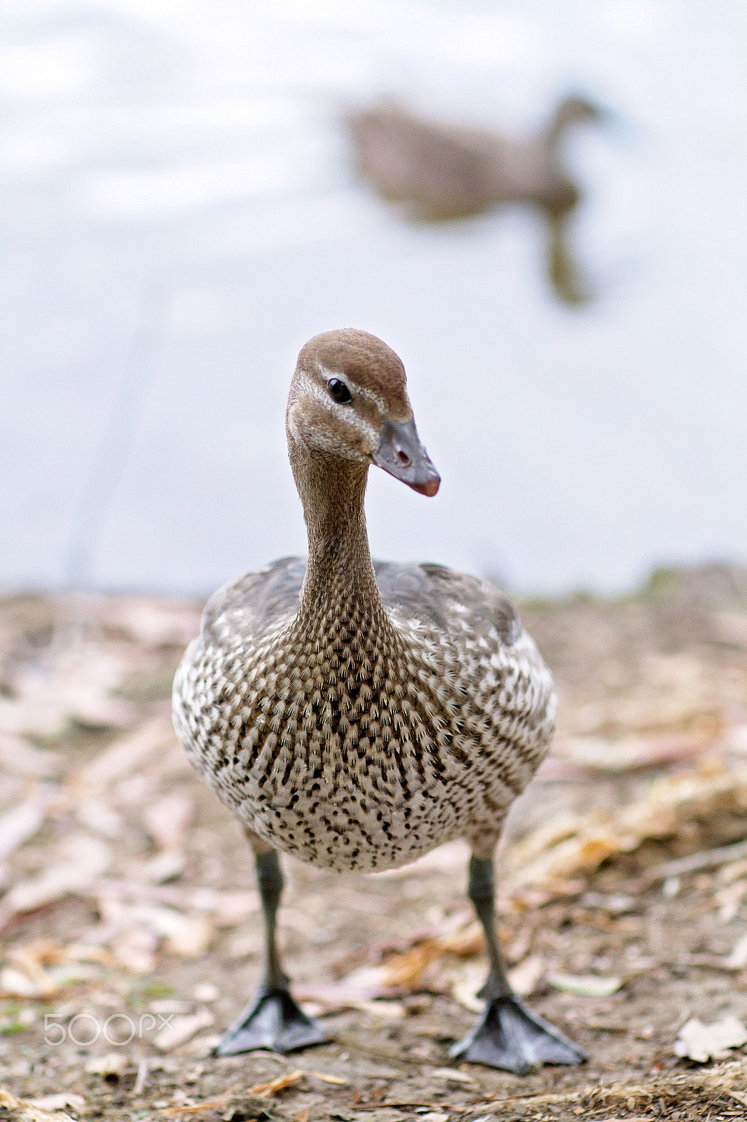 Canon EOS 7D + Canon EF 85mm F1.2L II USM sample photo. Australian wood duck photography