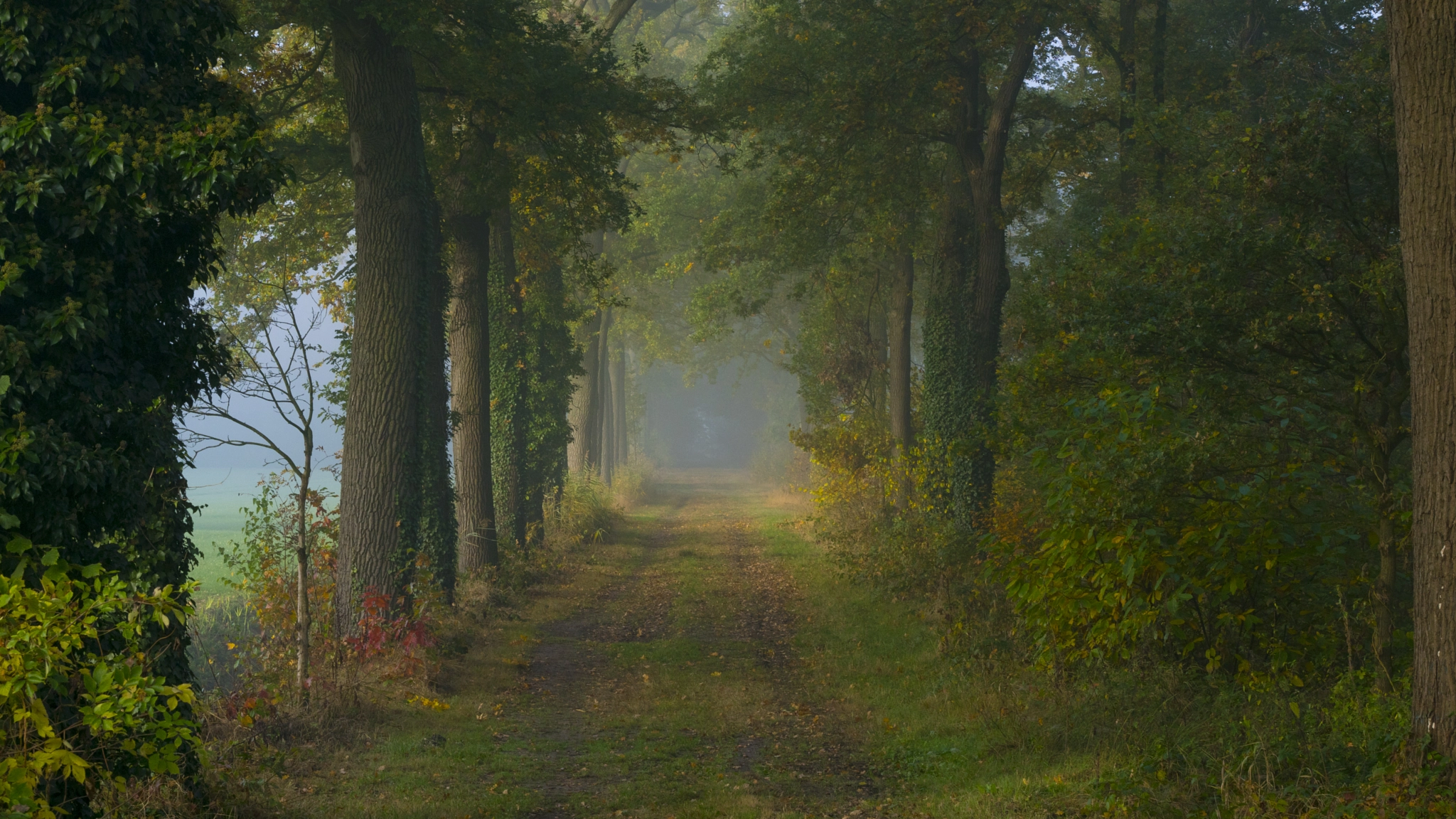 Sony DT 18-135mm F3.5-5.6 SAM sample photo. Wambergdsc photography