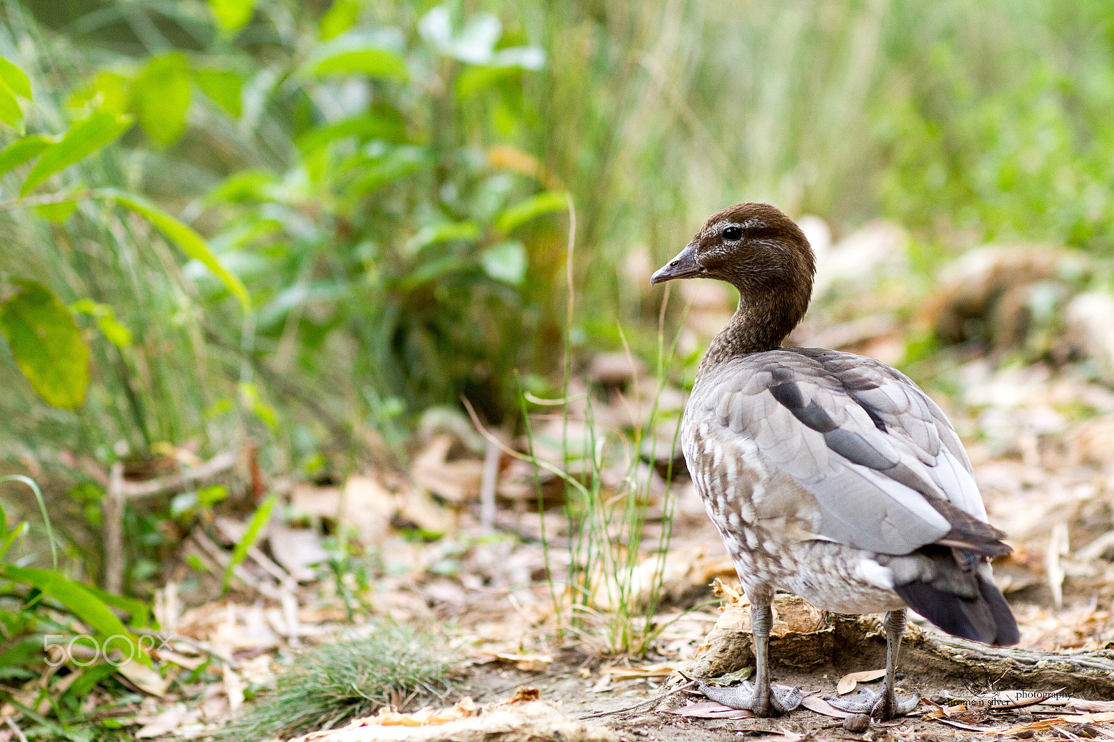 Canon EOS 7D + Canon EF 85mm F1.2L II USM sample photo. Little black duck photography