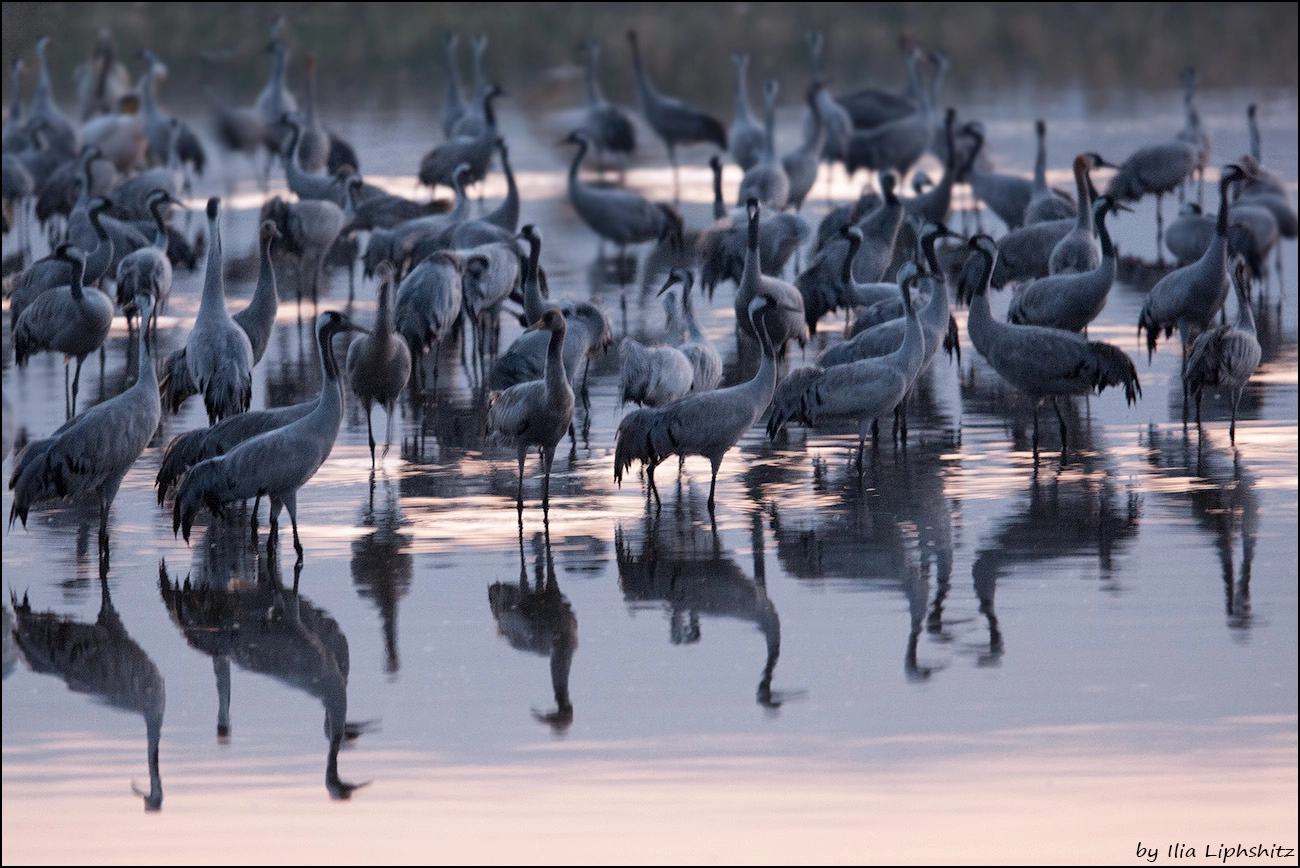 Canon EOS-1D Mark III sample photo. Morning cranes photography