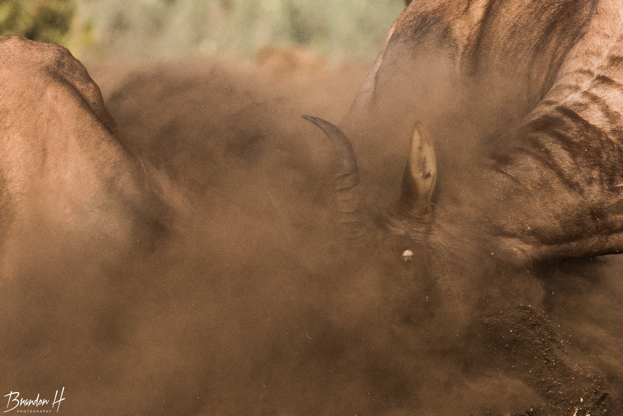 Nikon AF-S Nikkor 400mm F2.8G ED VR II sample photo. Clash of the titans photography