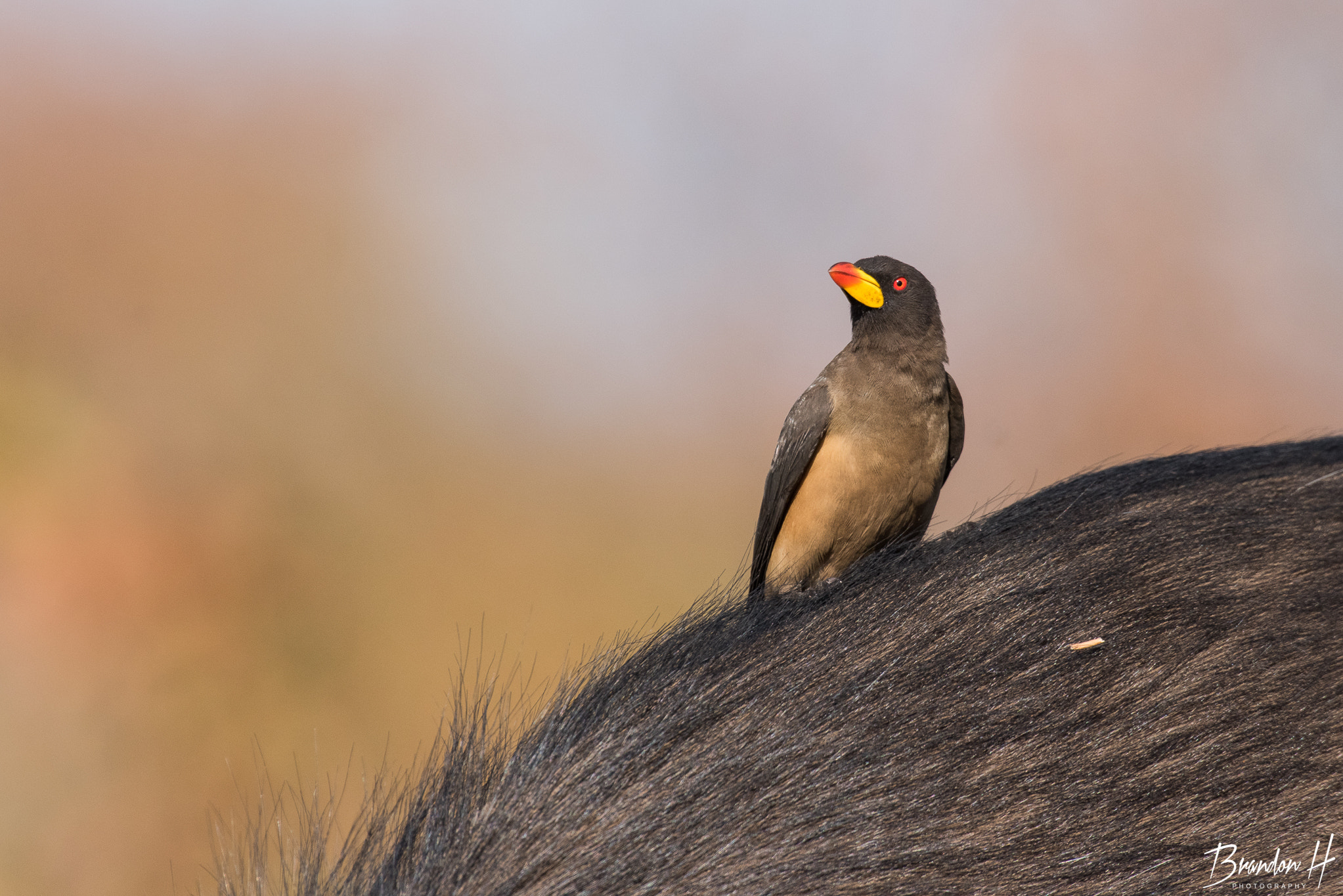Nikon AF-S Nikkor 400mm F2.8G ED VR II sample photo. Oxpecker photography