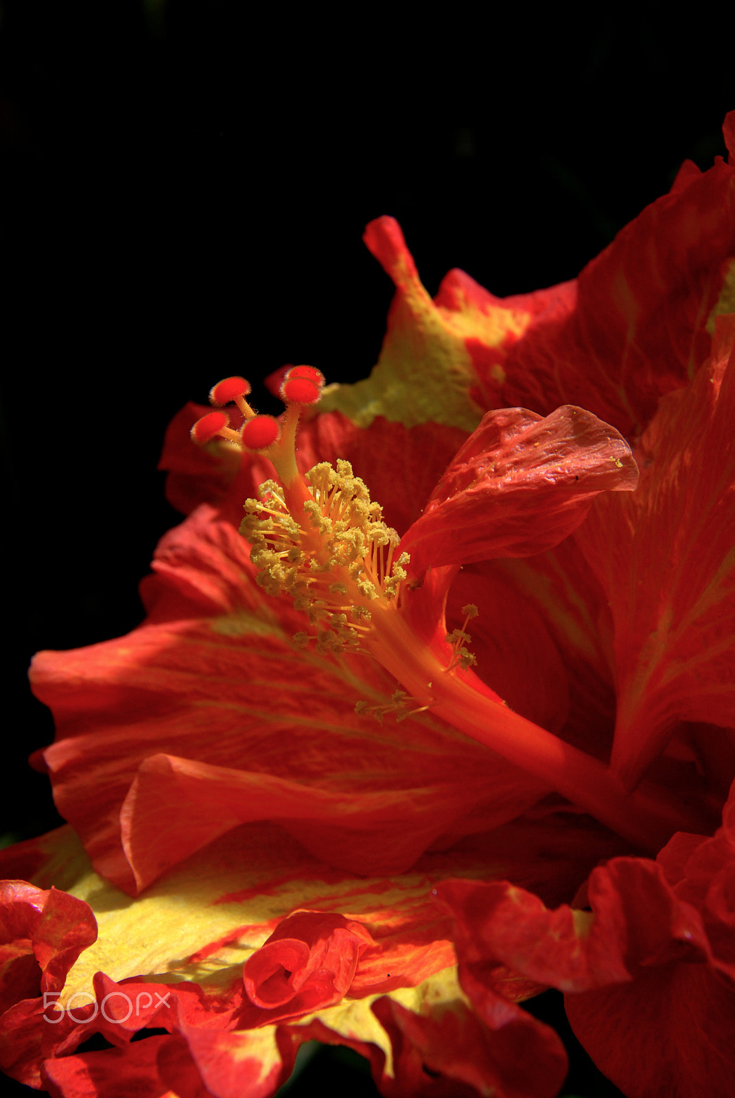 Nikon D80 sample photo. Silky flame photography