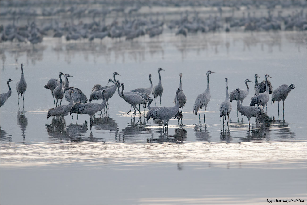 Canon EOS-1D Mark III + Canon EF 300mm F2.8L IS USM sample photo. Morning cranes №2 photography