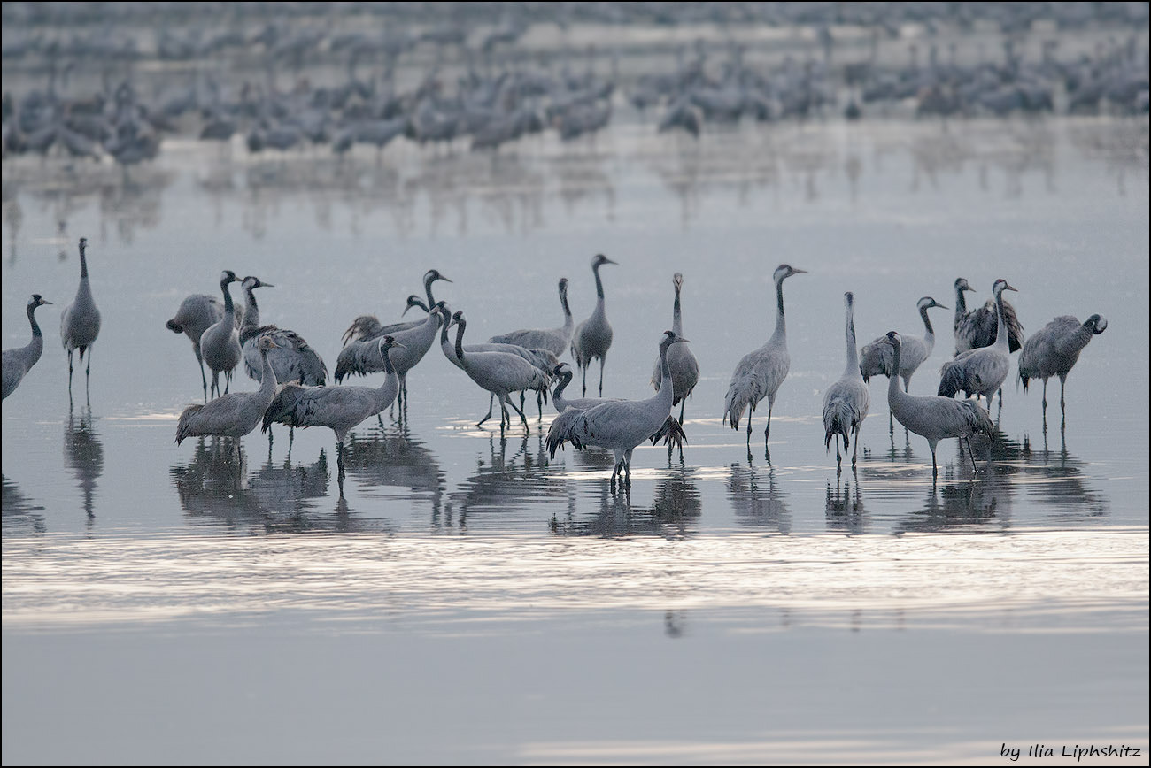 Canon EOS-1D Mark III sample photo. Morning cranes №2 photography