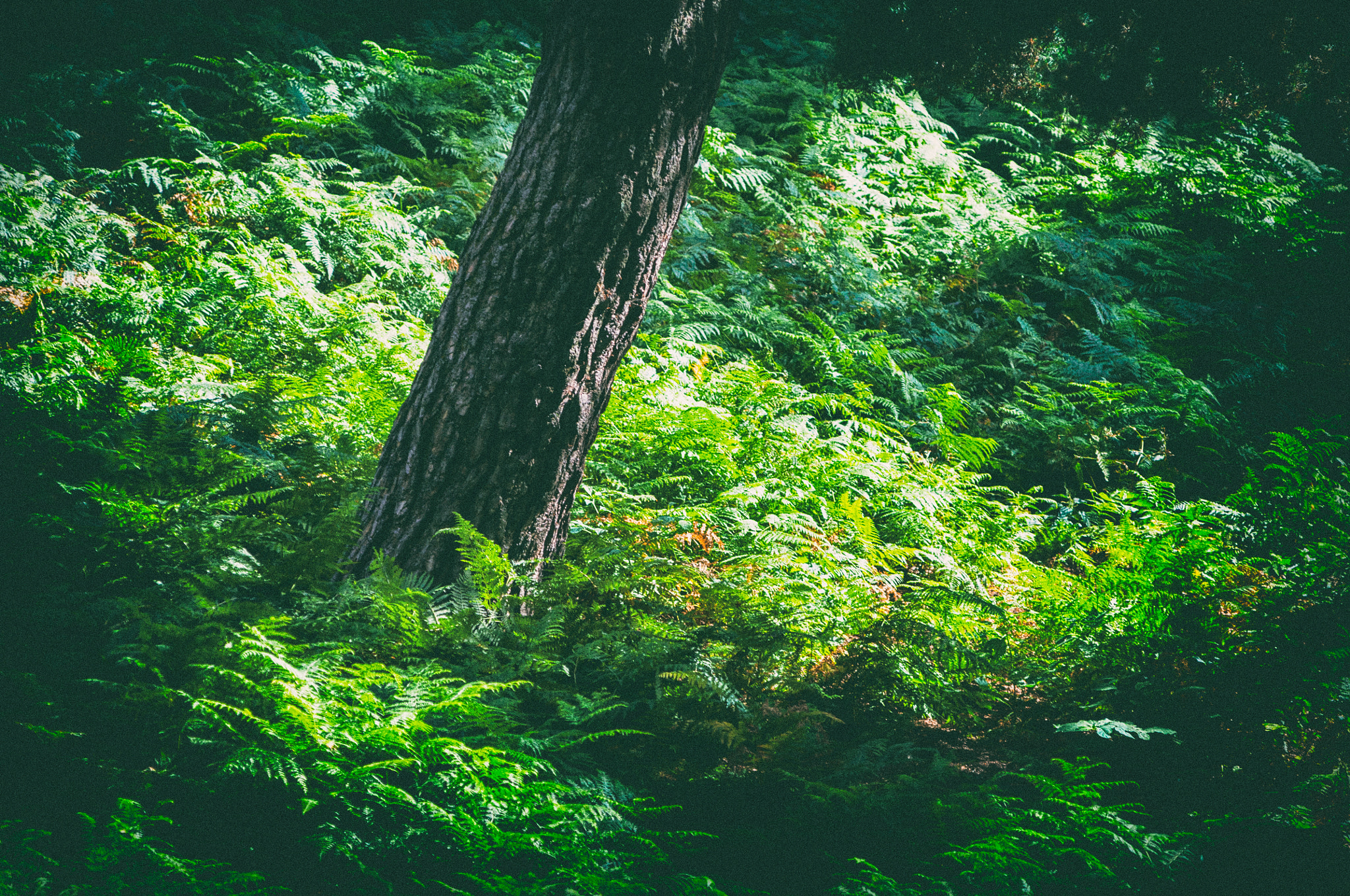 Nikon AF-Nikkor 80-200mm F2.8D ED sample photo. Forest photography