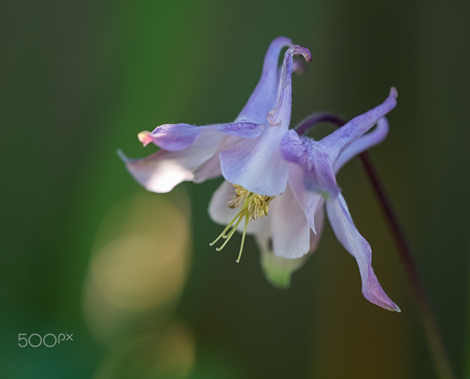 Olympus M.Zuiko Digital ED 60mm F2.8 Macro sample photo. Aquilegia photography