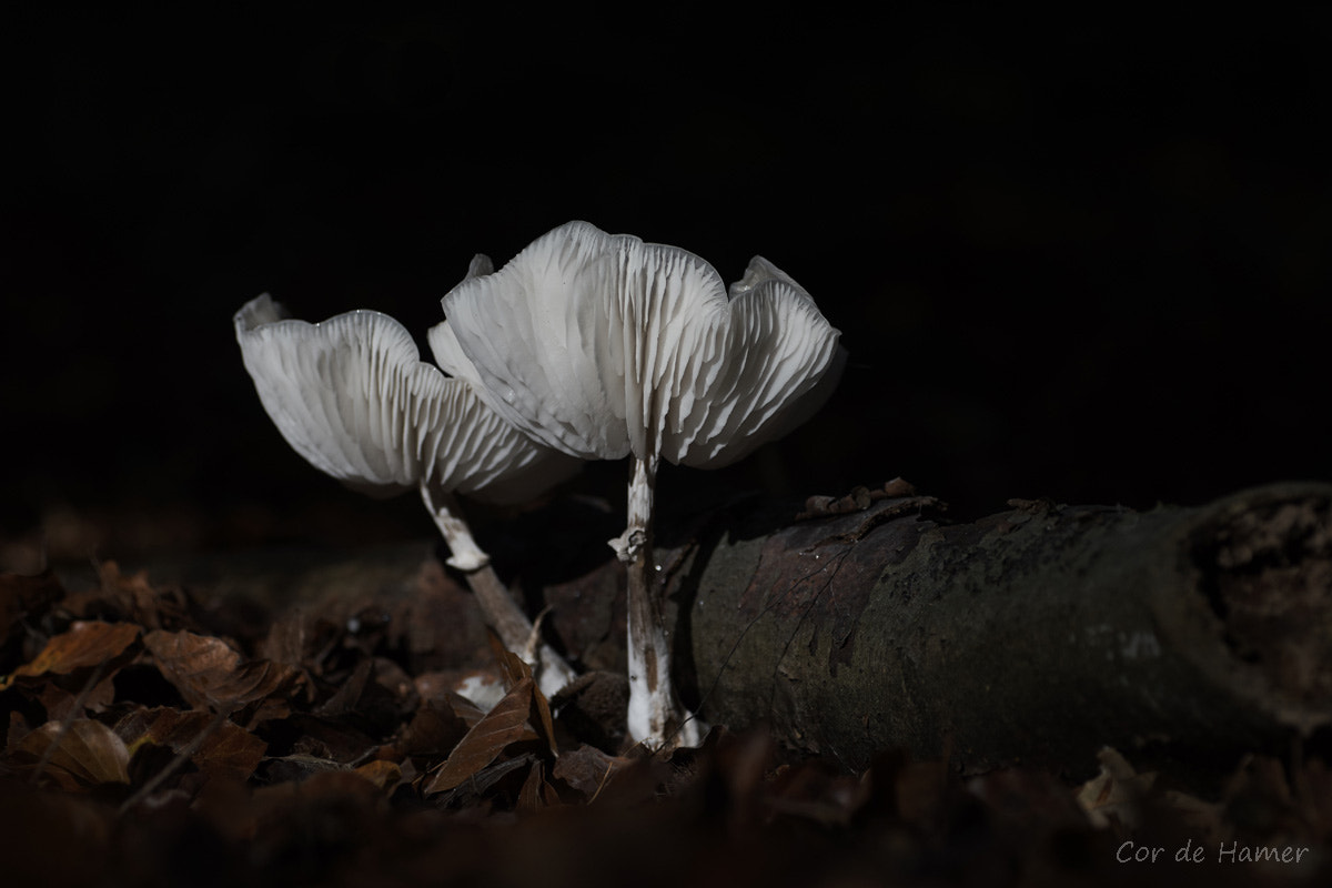 Sony SLT-A77 + Tamron SP AF 90mm F2.8 Di Macro sample photo. Two sunny fungi in a dark forest photography