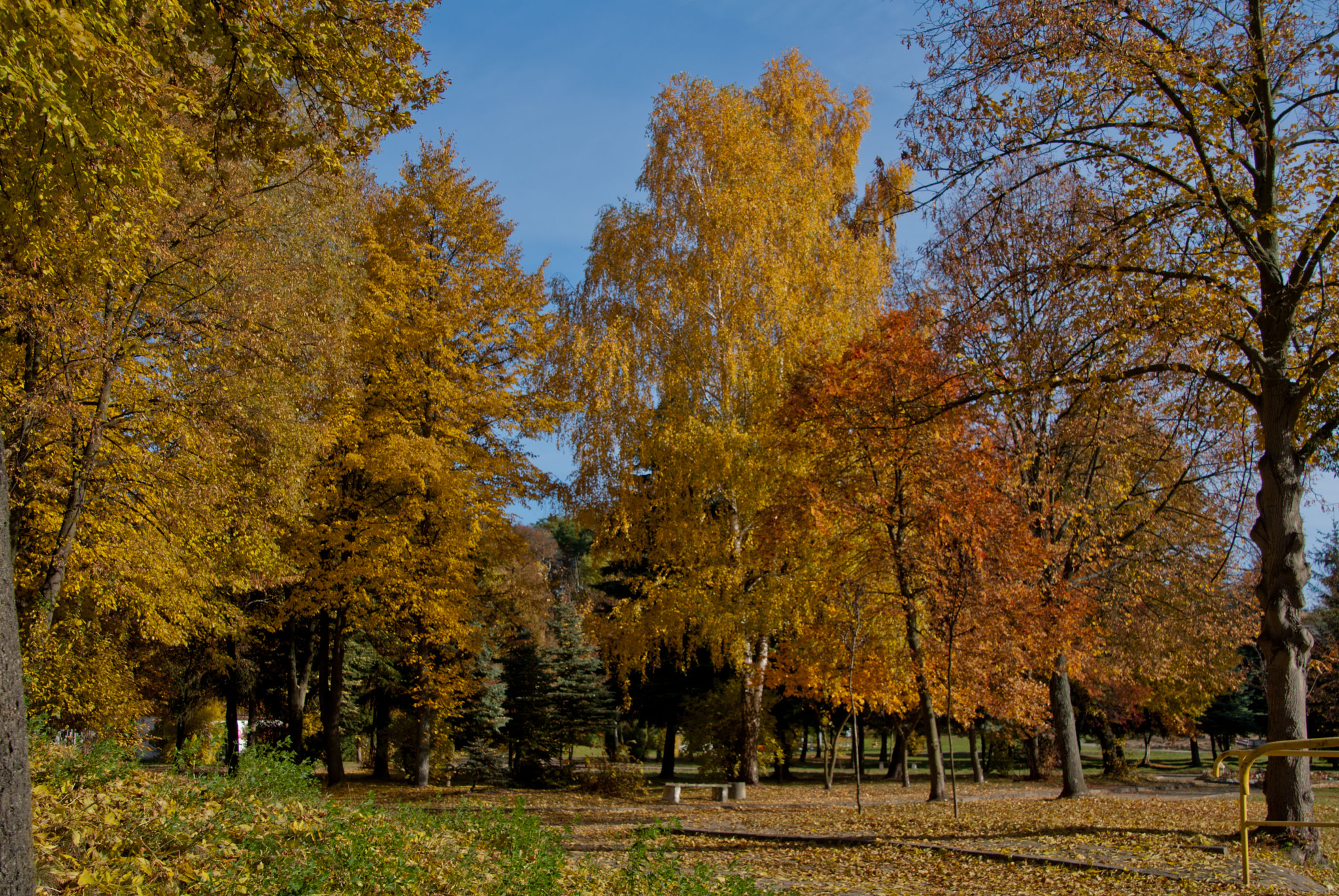 Tamron 18-270mm F3.5-6.3 Di II PZD sample photo. W parku photography
