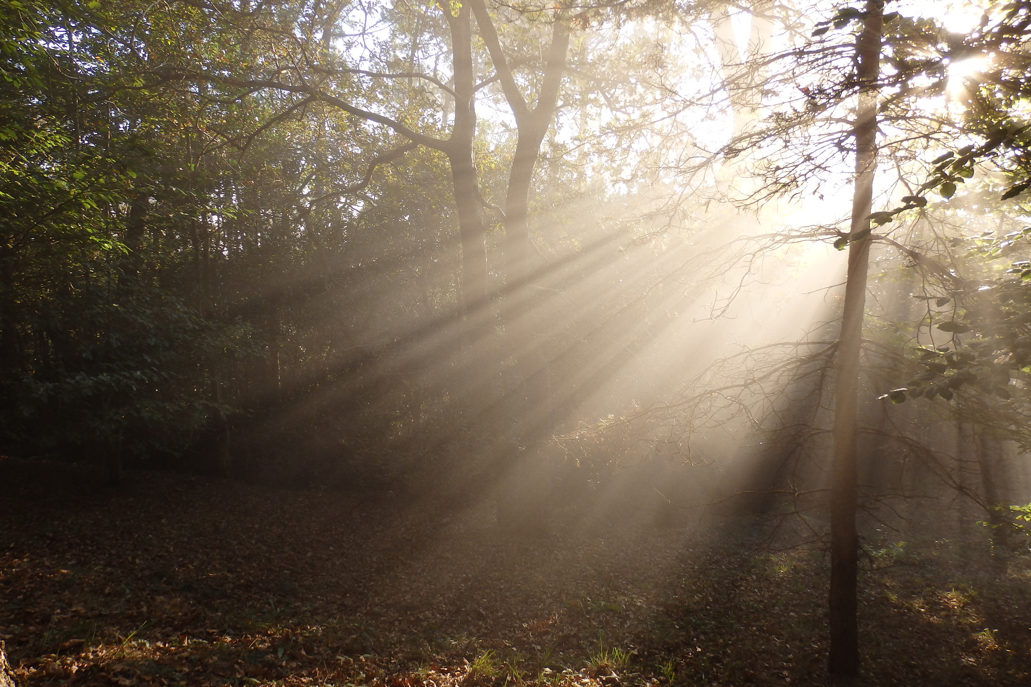 Olympus SZ-17 sample photo. Sol de octubre photography