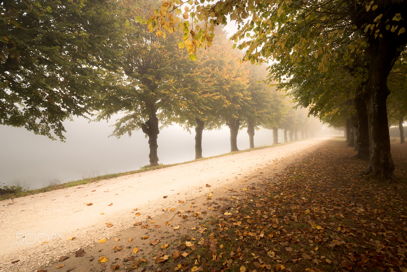 Nikon D600 sample photo. Between the trees photography