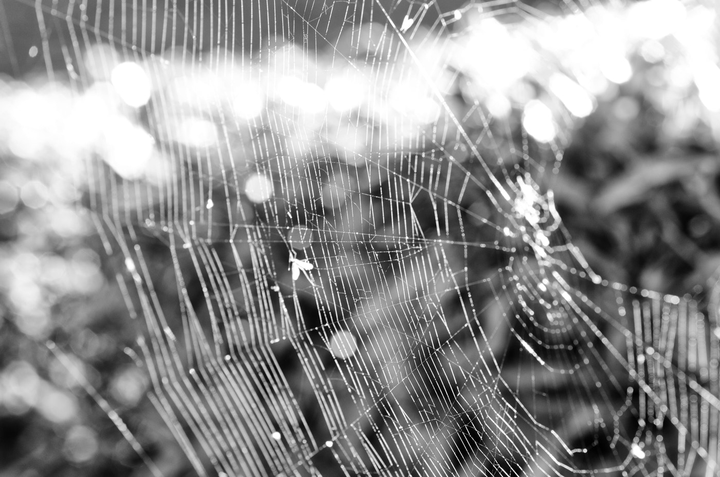 Nikon D7000 + Sigma 70mm F2.8 EX DG Macro sample photo. Spiderweb photography