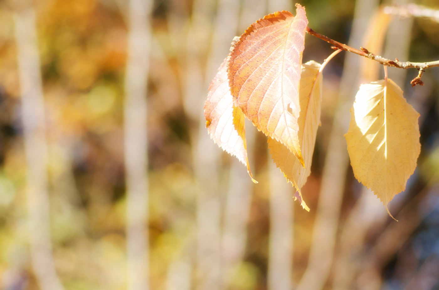 Nikon D7000 sample photo. Autumn leafs on branch photography