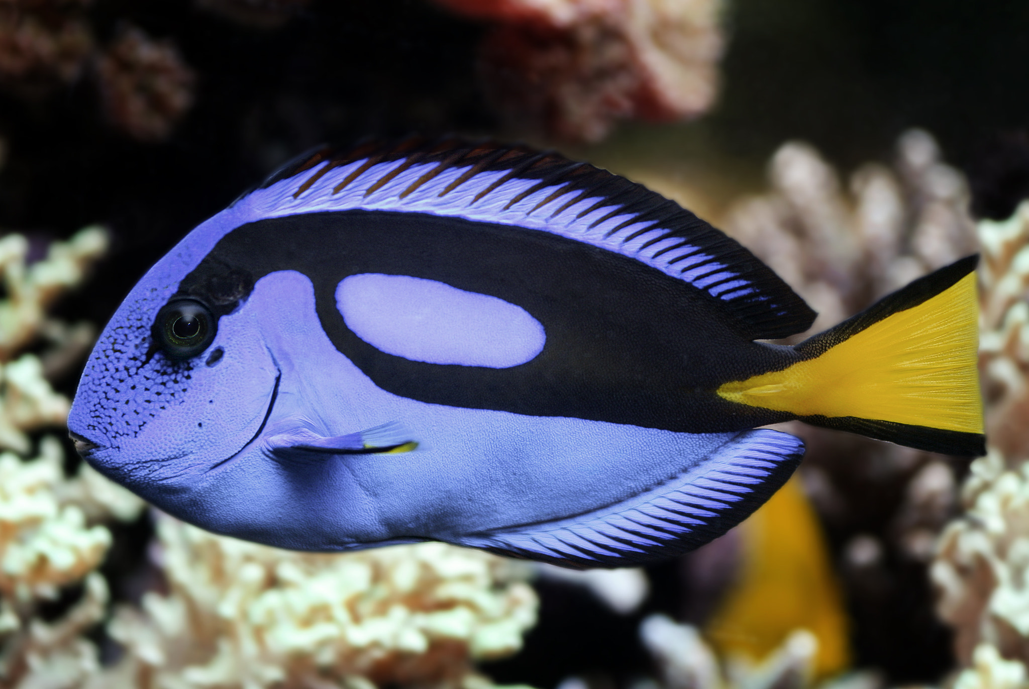 Canon EOS 400D (EOS Digital Rebel XTi / EOS Kiss Digital X) + Sigma 50mm f/2.8 EX sample photo. Paracanthurus hepatus - blue tang photography