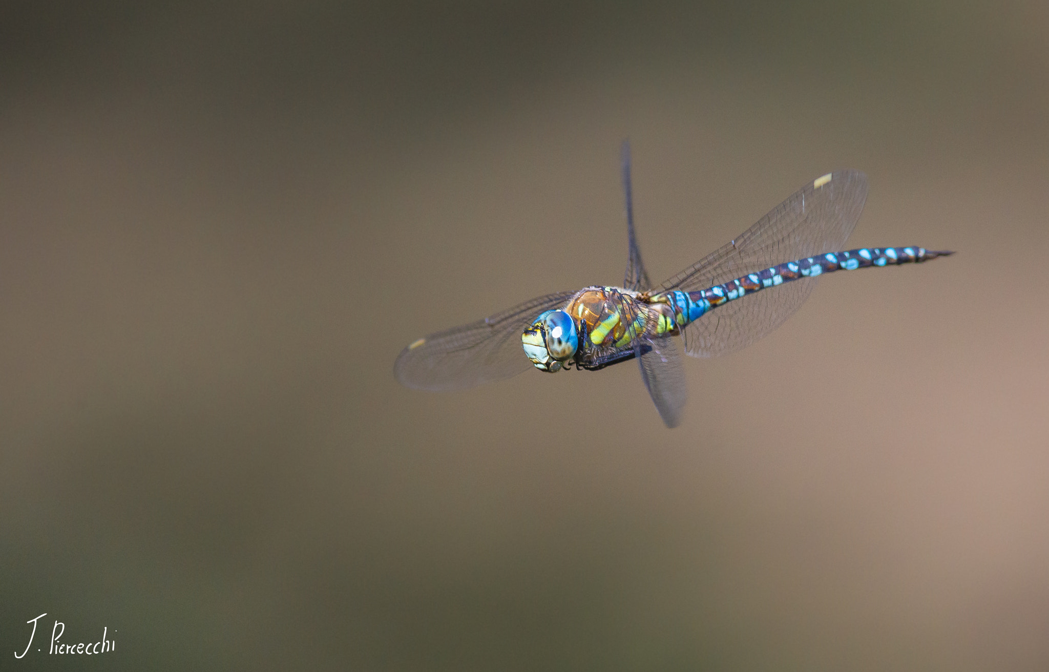Nikon D7000 + Nikon AF-S Nikkor 300mm F4D ED-IF sample photo. Retouche lightroom copie photography