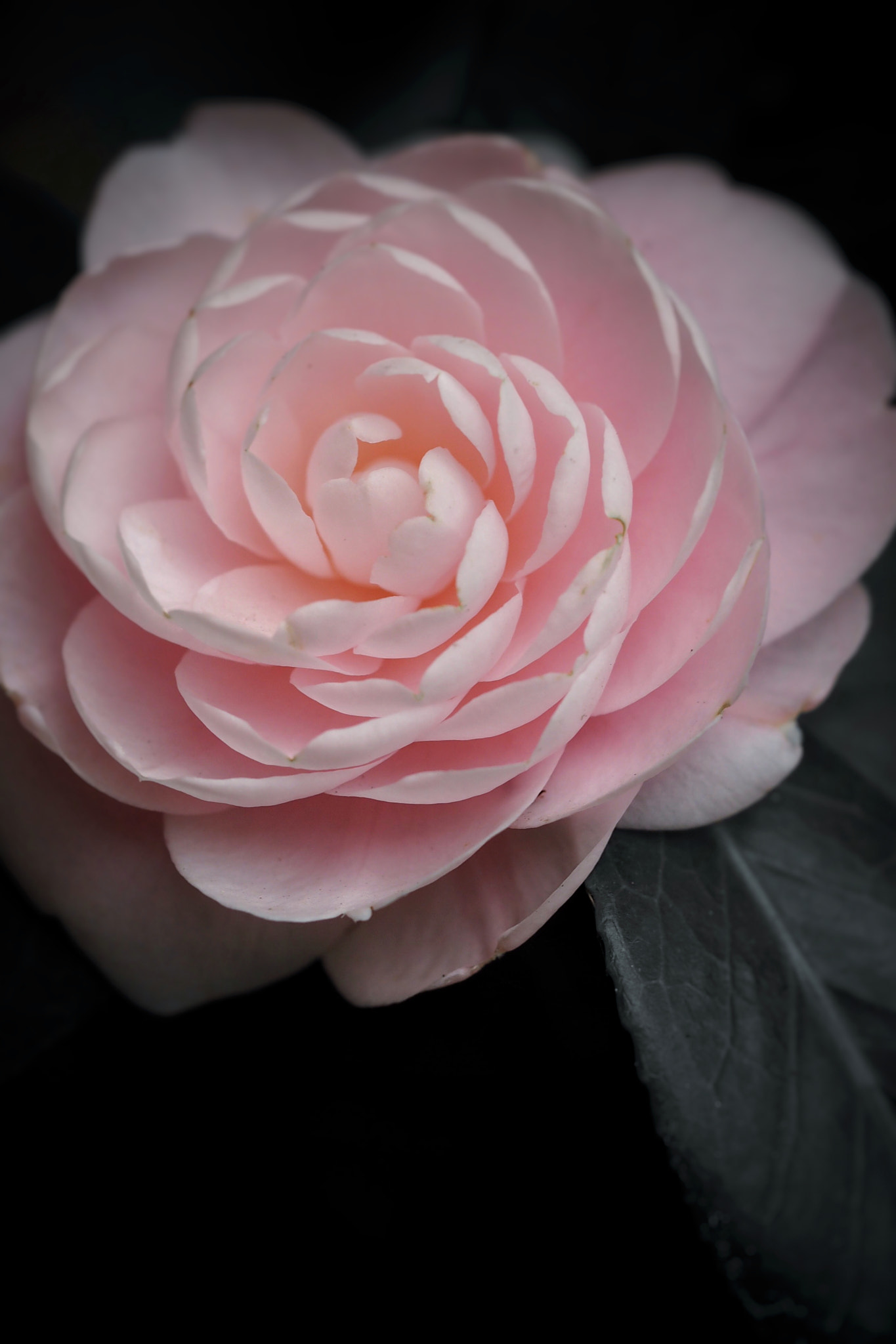 Olympus PEN E-PL7 sample photo. Camellia japonica photography