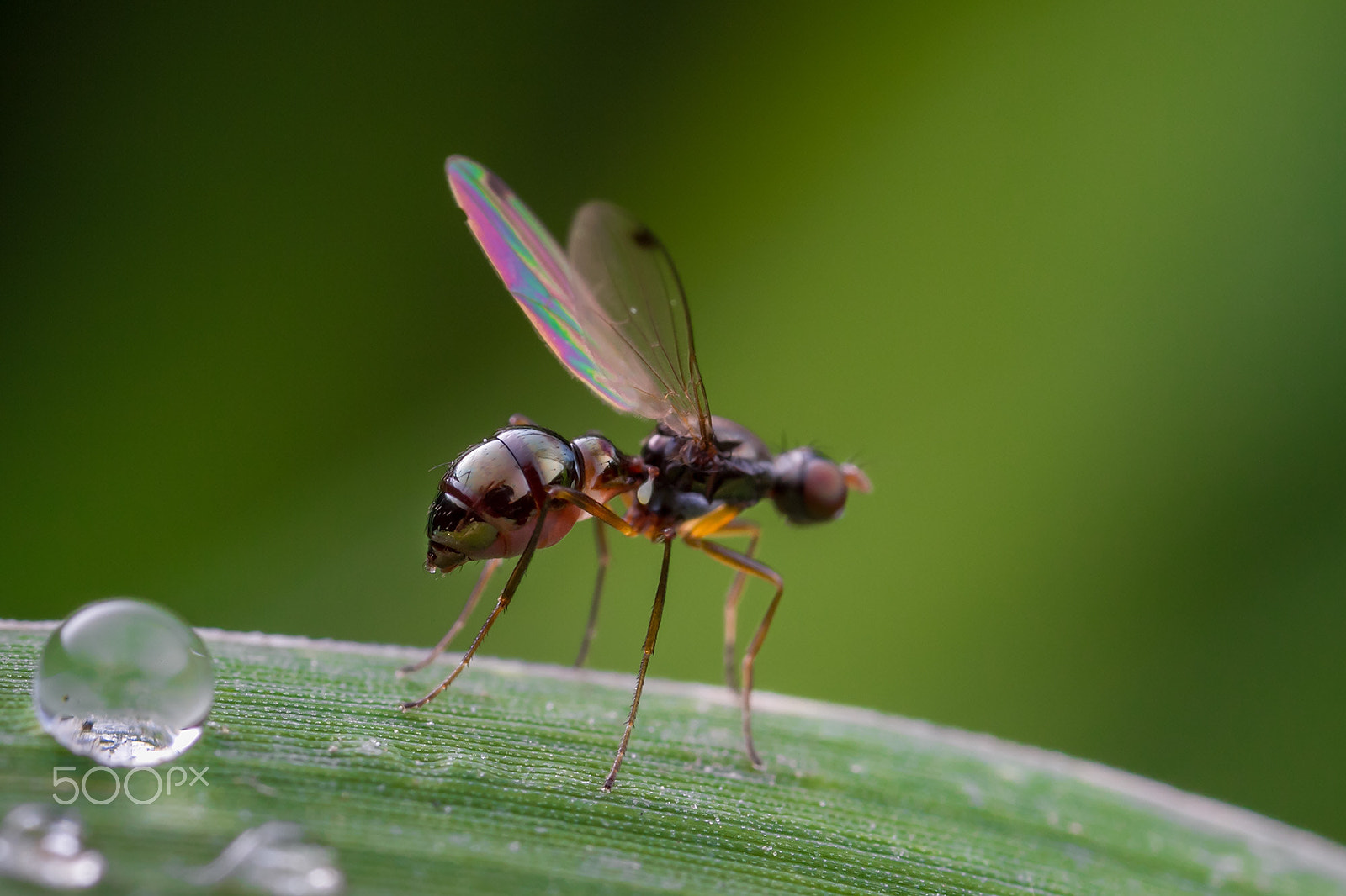 Canon EOS 7D + Canon MP-E 65mm F2.5 1-5x Macro Photo sample photo. 鼓腹蝇 photography