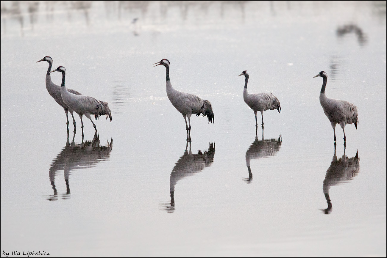 Canon EOS-1D Mark III + Canon EF 300mm F2.8L IS USM sample photo. Morning cranes №3 photography