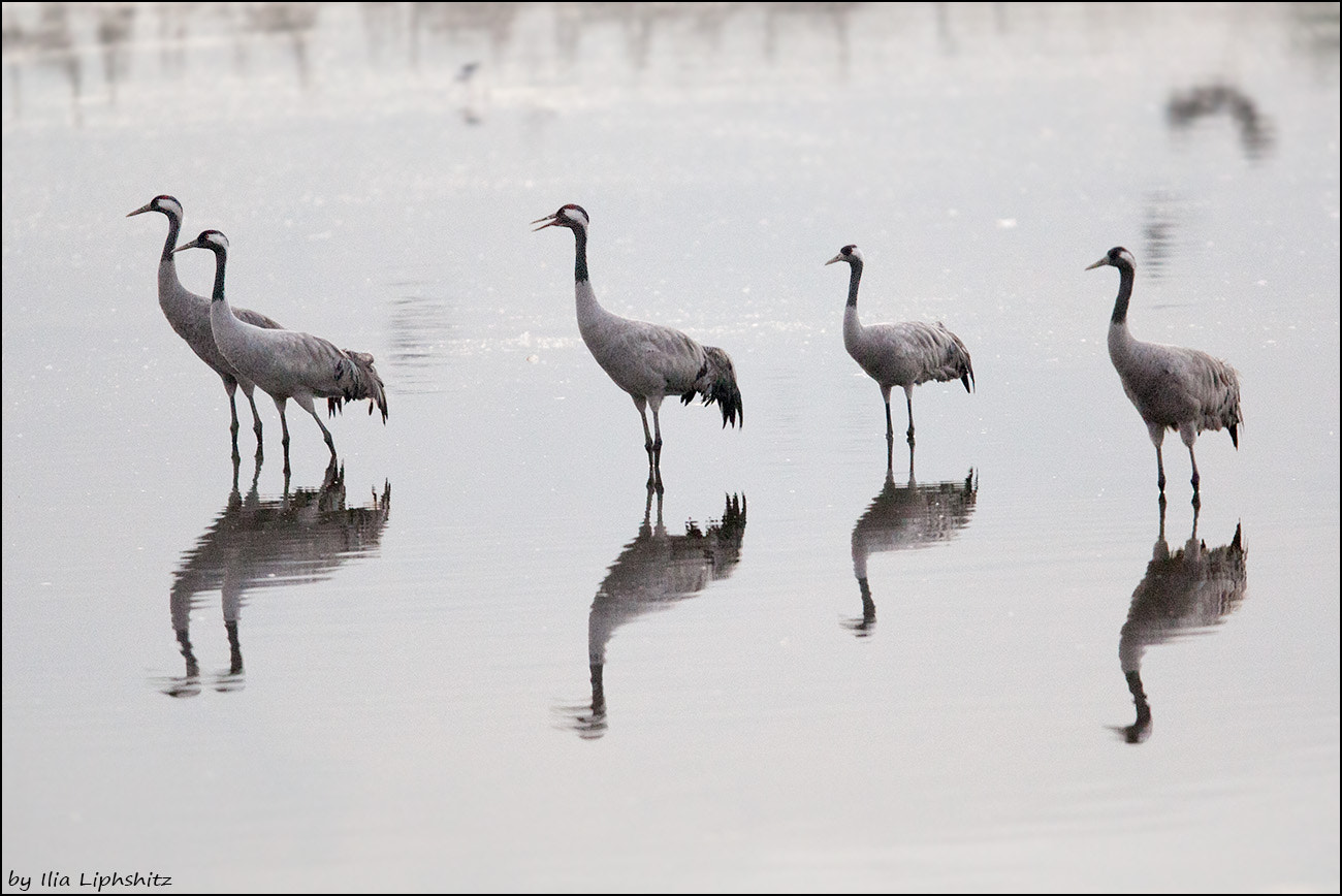 Canon EF 300mm F2.8L IS USM sample photo. Morning cranes №3 photography