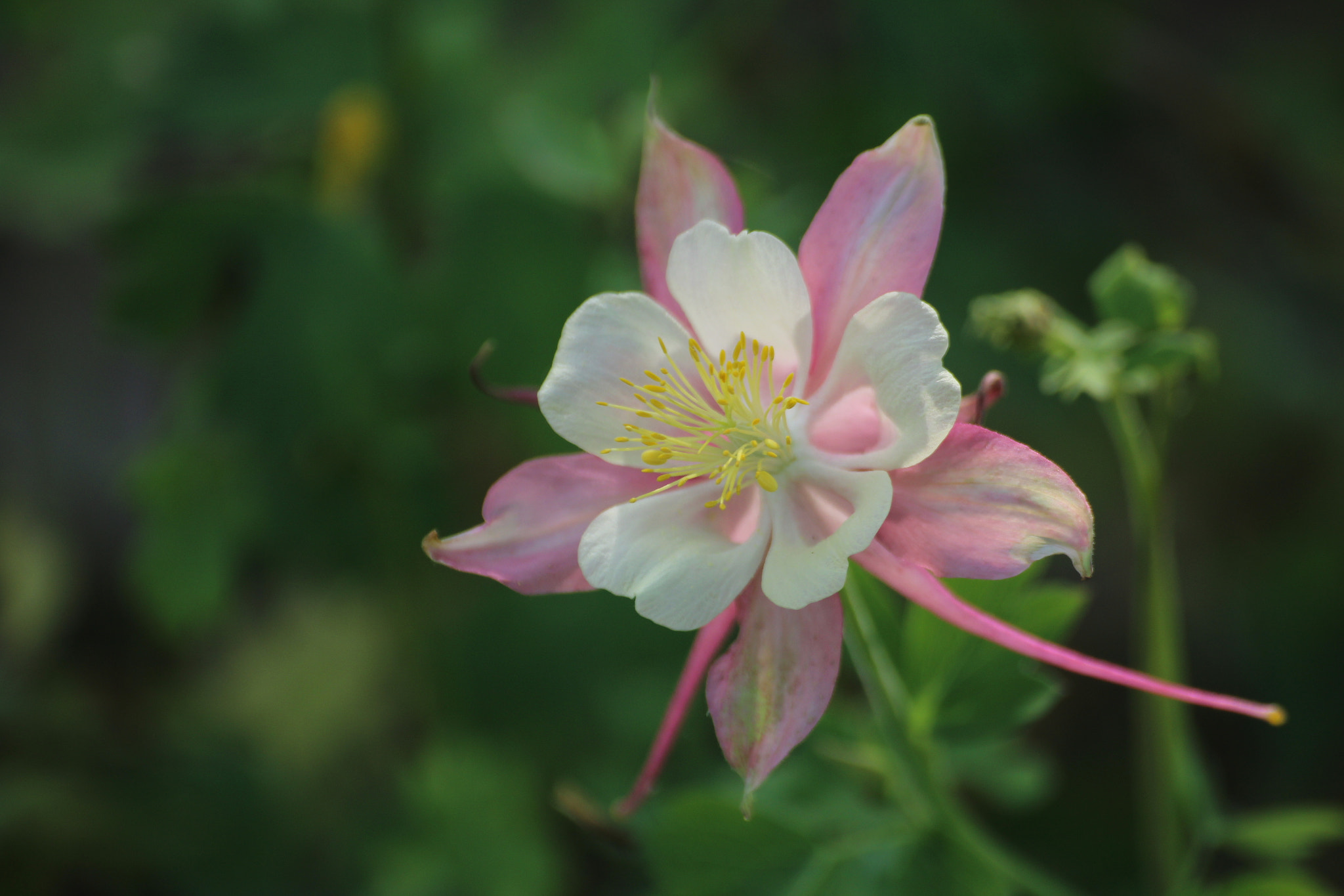 Canon EOS 1200D (EOS Rebel T5 / EOS Kiss X70 / EOS Hi) sample photo. Columbine photography