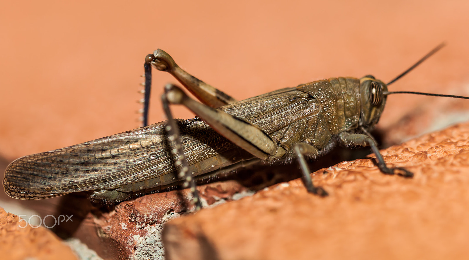 Nikon D3000 + Tamron SP 90mm F2.8 Di VC USD 1:1 Macro (F004) sample photo. Alien on my wall photography