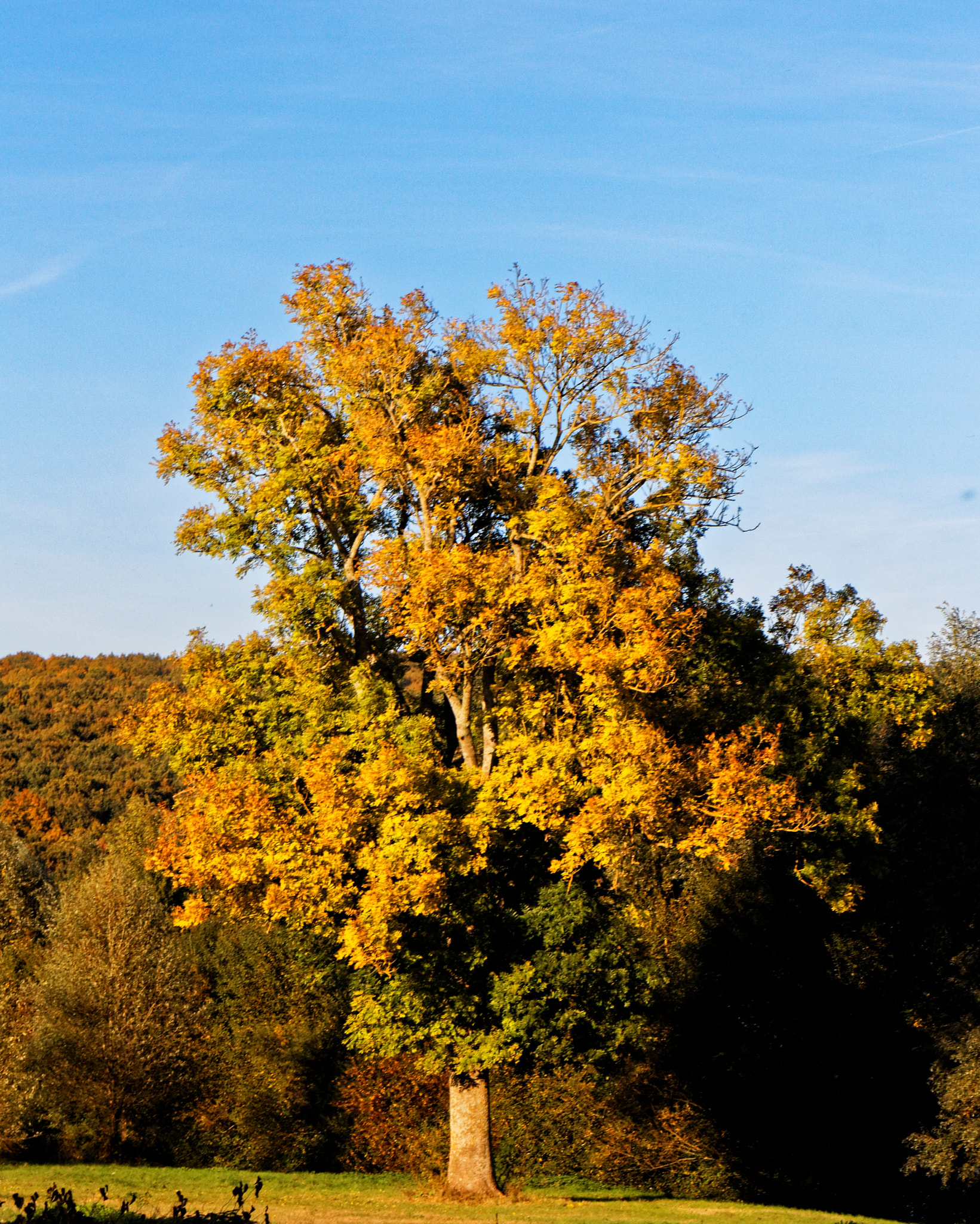 Sigma 17-70mm F2.8-4 DC Macro OS HSM sample photo. Le grand arbre photography