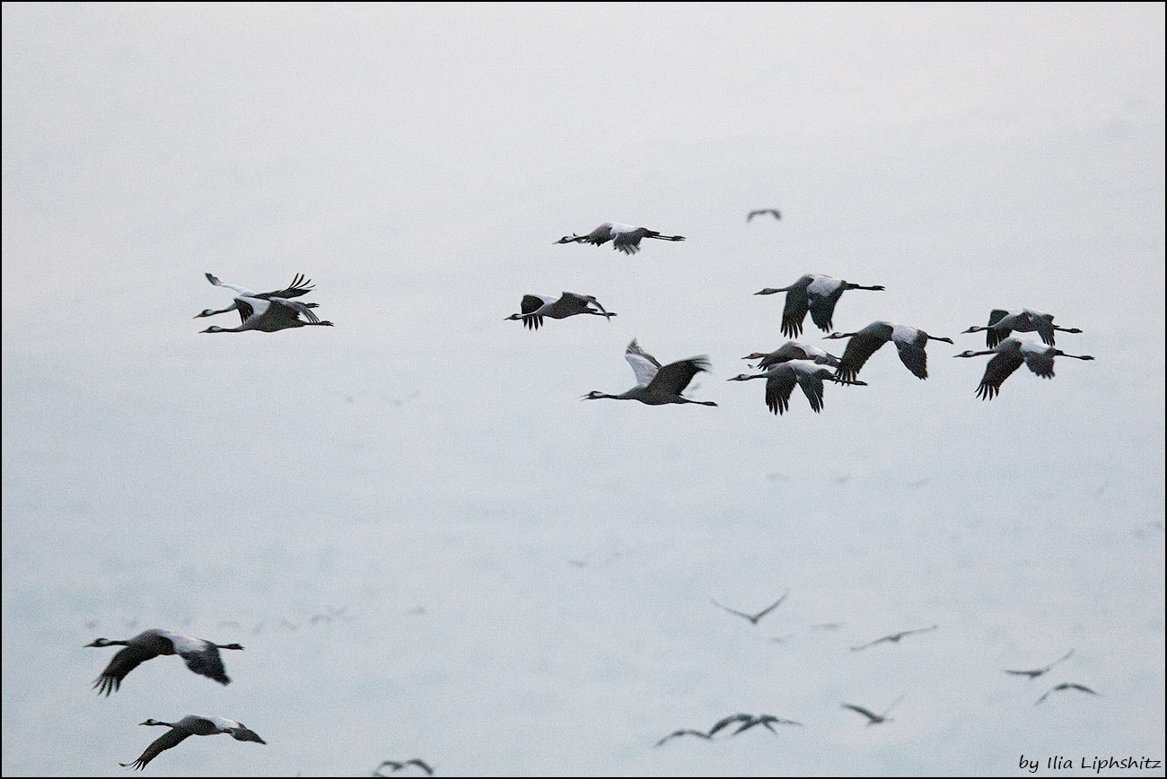 Canon EOS-1D Mark III sample photo. Morning cranes №4 - on the fly photography