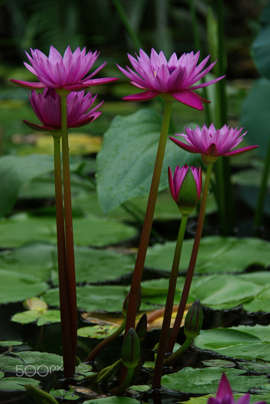 Nikon D80 sample photo. Waterlily family photography