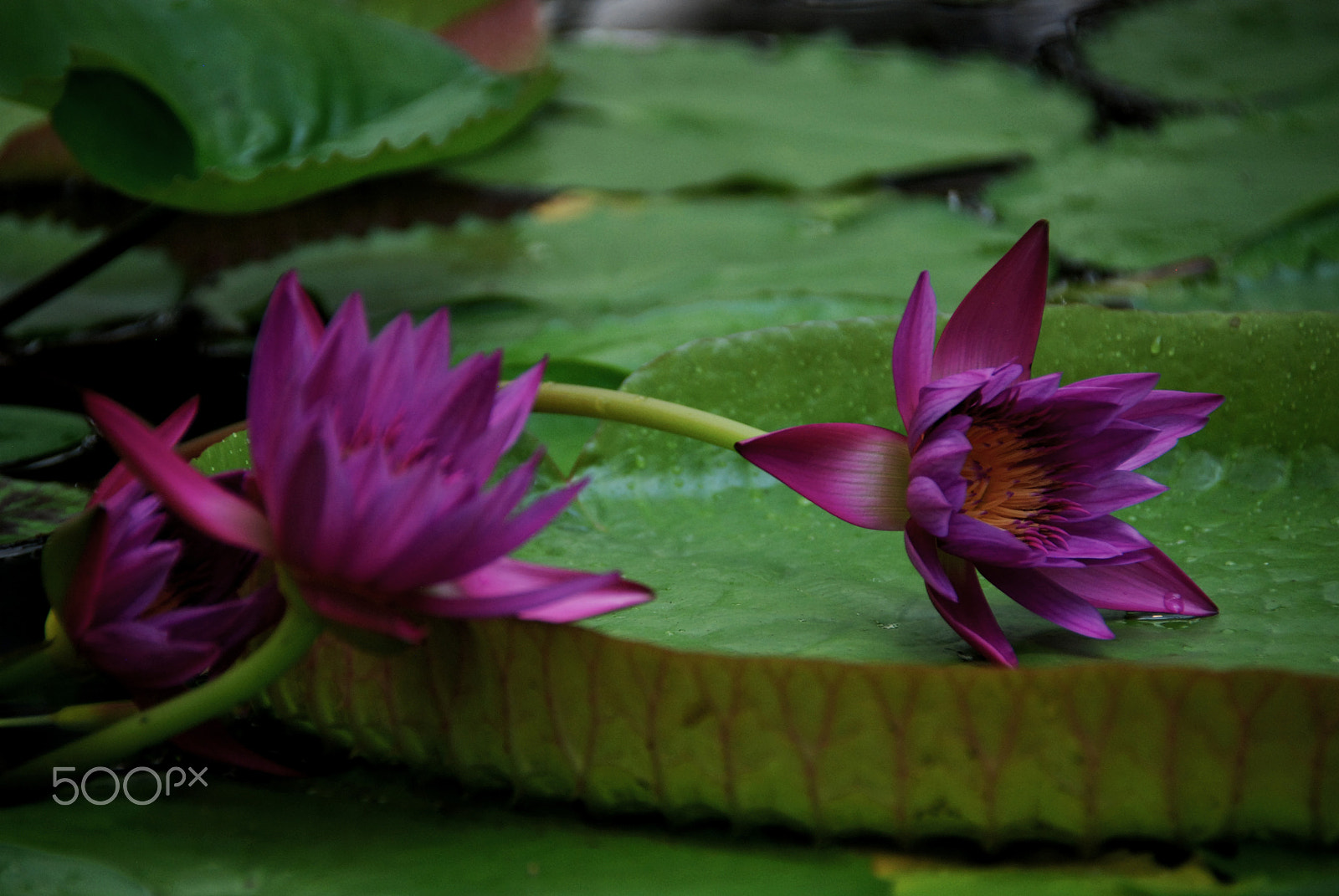 Nikon D80 sample photo. Reclined waterlilies photography