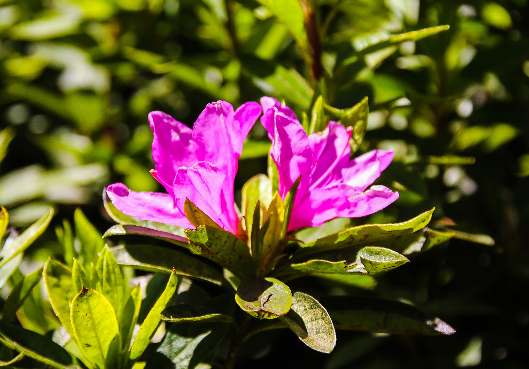 Canon EOS 50D + Canon 18-200mm sample photo. Rhododendron photography