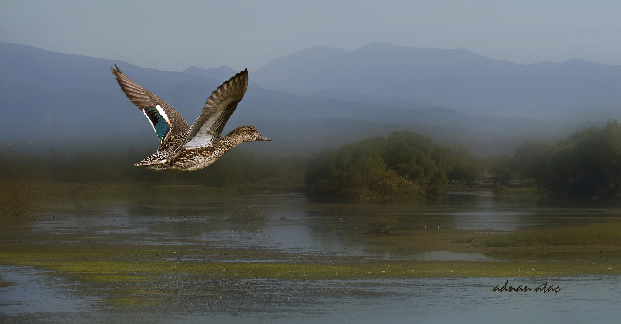Sigma 150-600mm F5-6.3 DG OS HSM | S sample photo. Çamurcun - anas crecca - eurasian teal photography