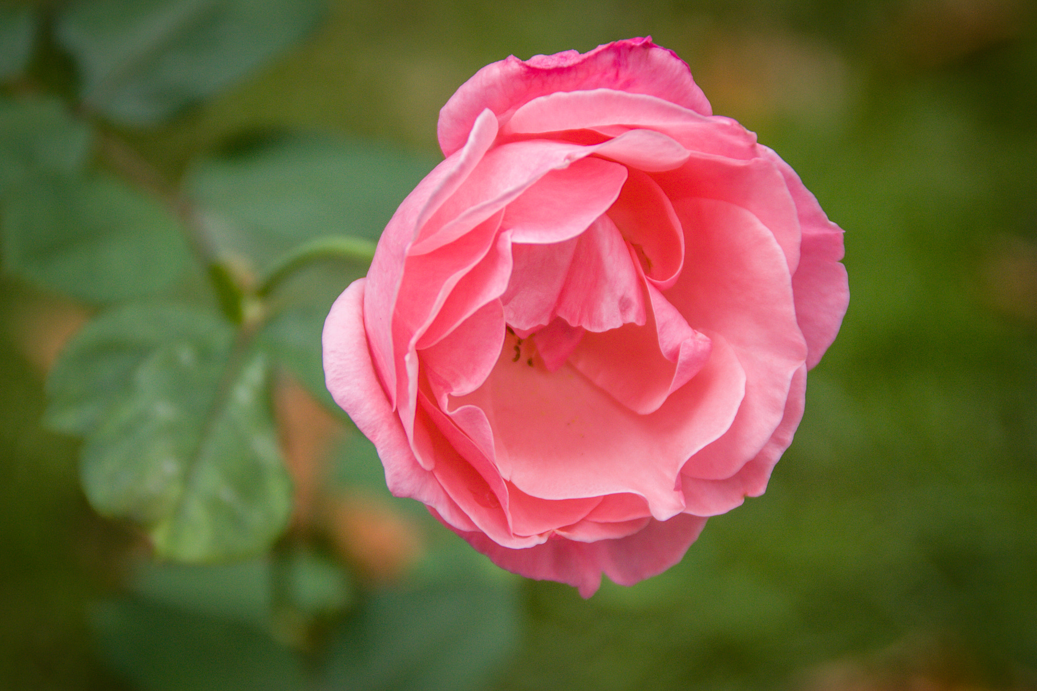 Canon EOS 450D (EOS Rebel XSi / EOS Kiss X2) sample photo. Autumn rose photography