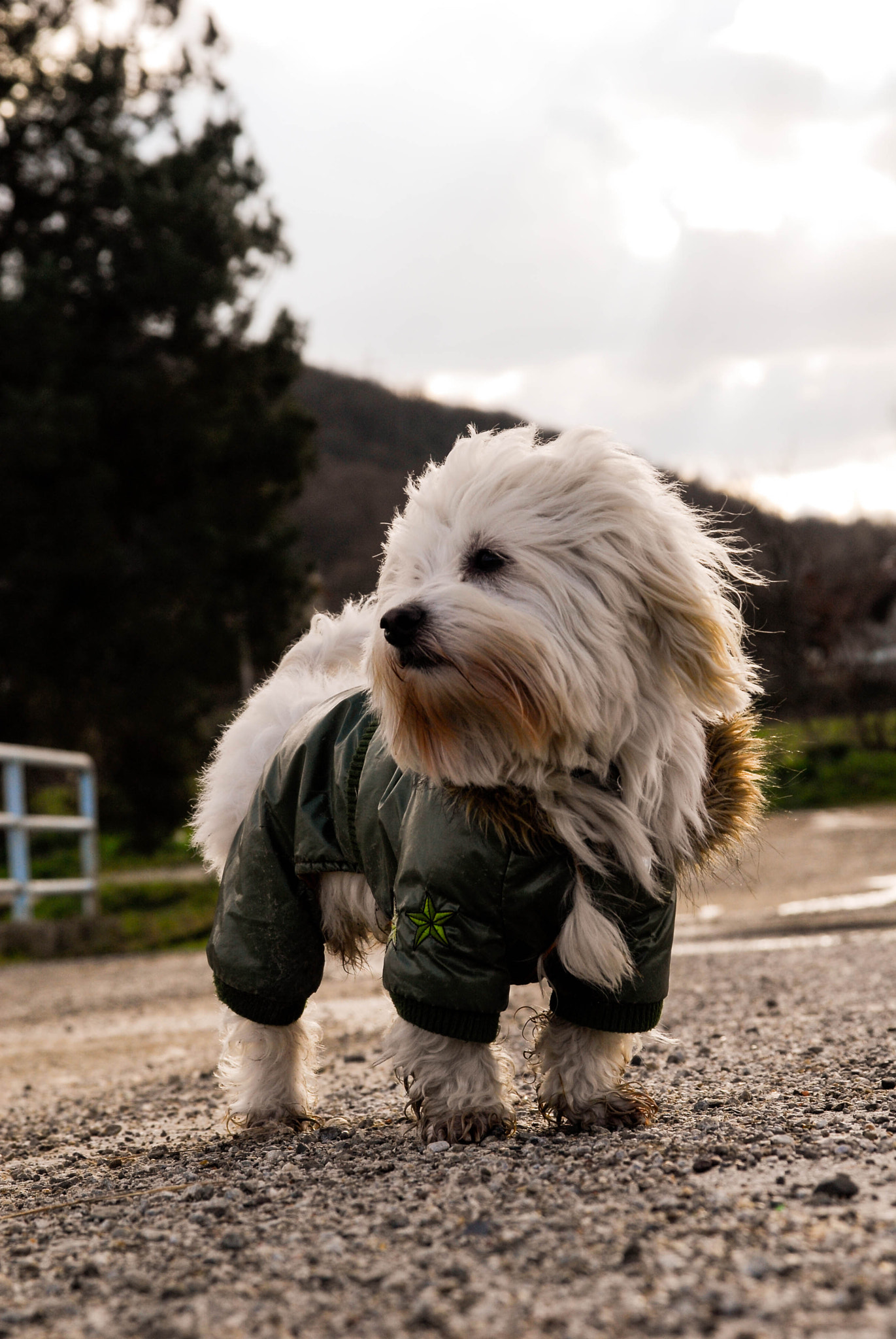 Sigma 17-70mm F2.8-4 DC Macro OS HSM sample photo. Dixi photography
