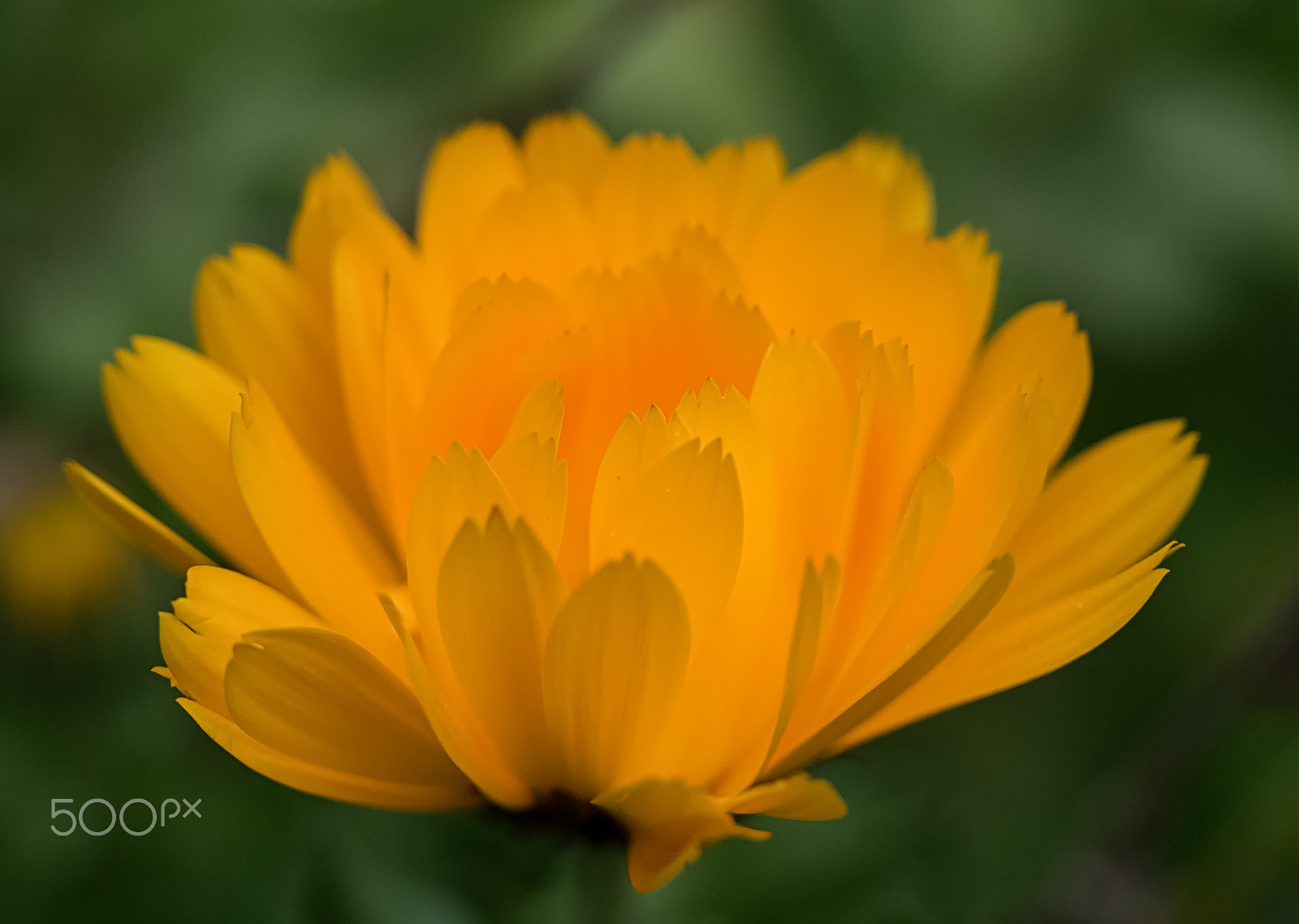 Panasonic Lumix DMC-GH4 + Olympus M.Zuiko Digital ED 60mm F2.8 Macro sample photo. Floral sunshine photography
