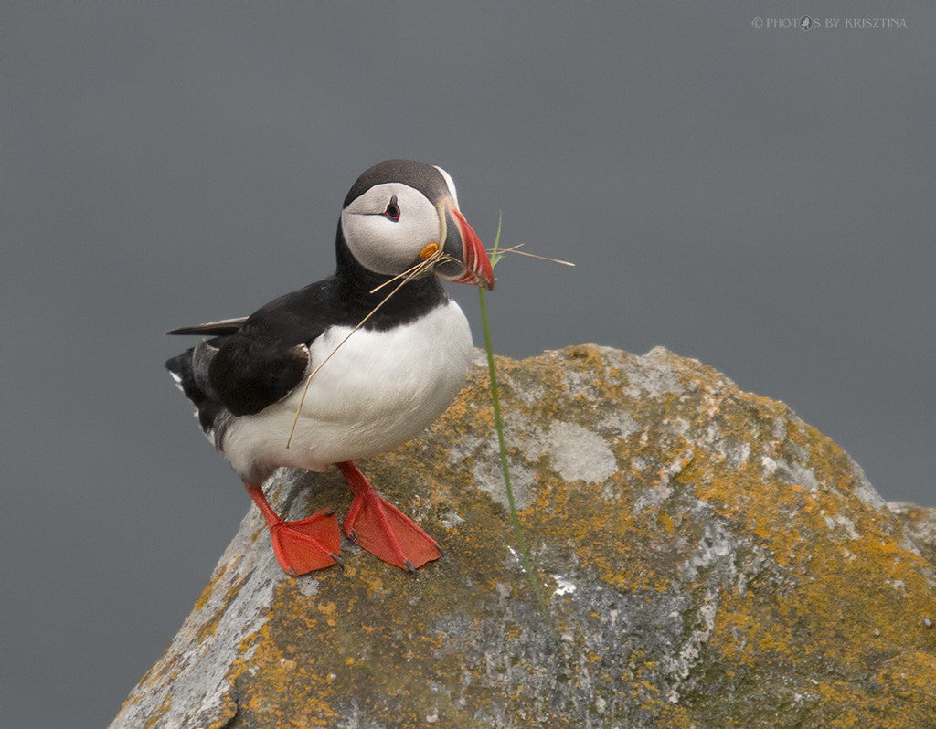 Canon EOS 70D + Sigma 50-500mm f/4-6.3 APO HSM EX sample photo. Puffin building a nest photography