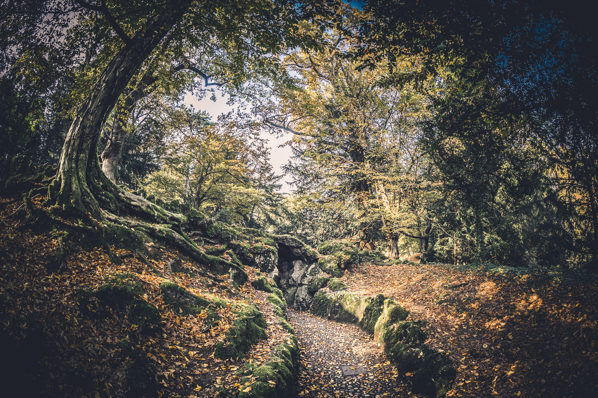 OLYMPUS M.8mm F1.8 sample photo. Enchanted trees photography