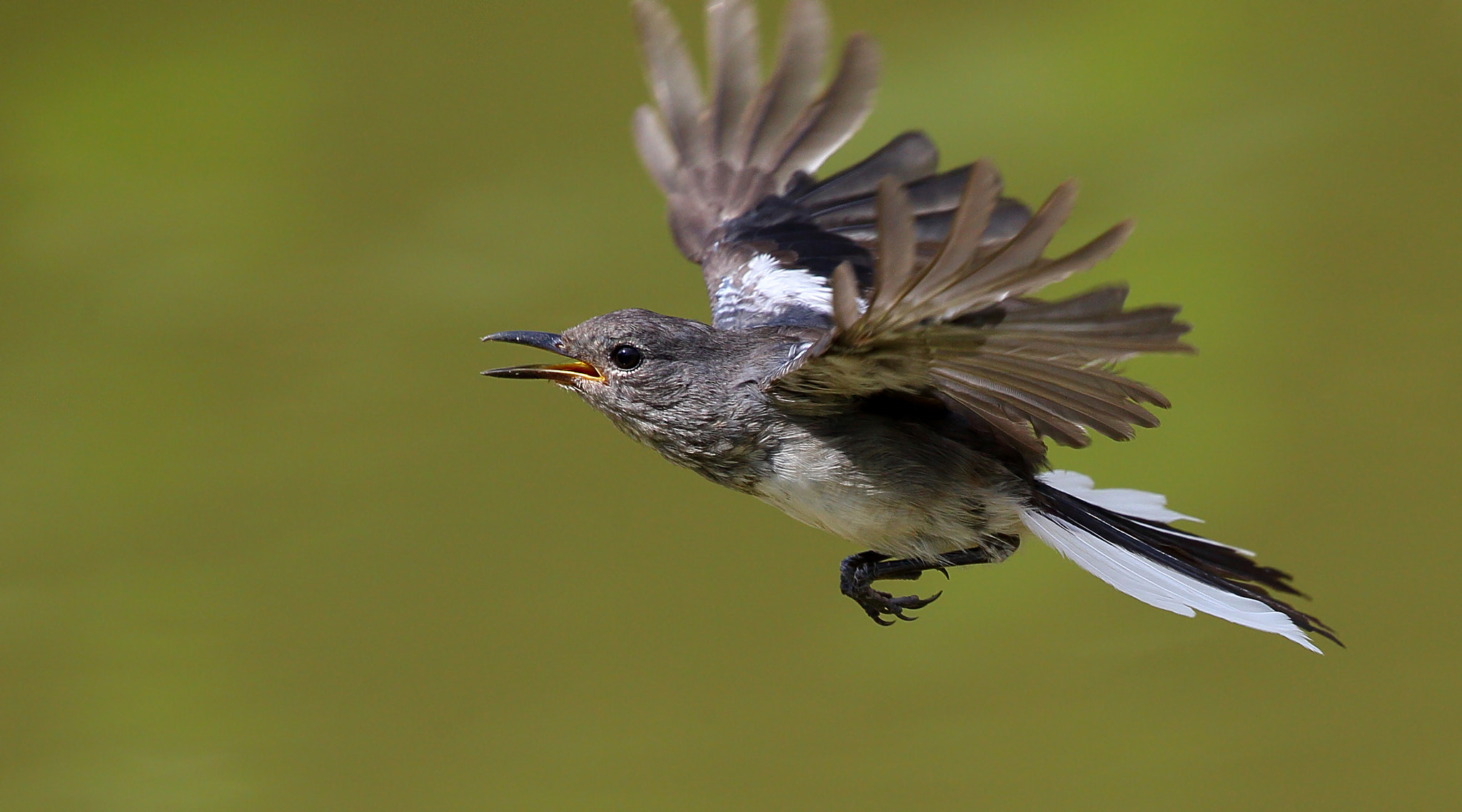 Canon EF 300mm F2.8L IS II USM sample photo. Copsychussaularis photography