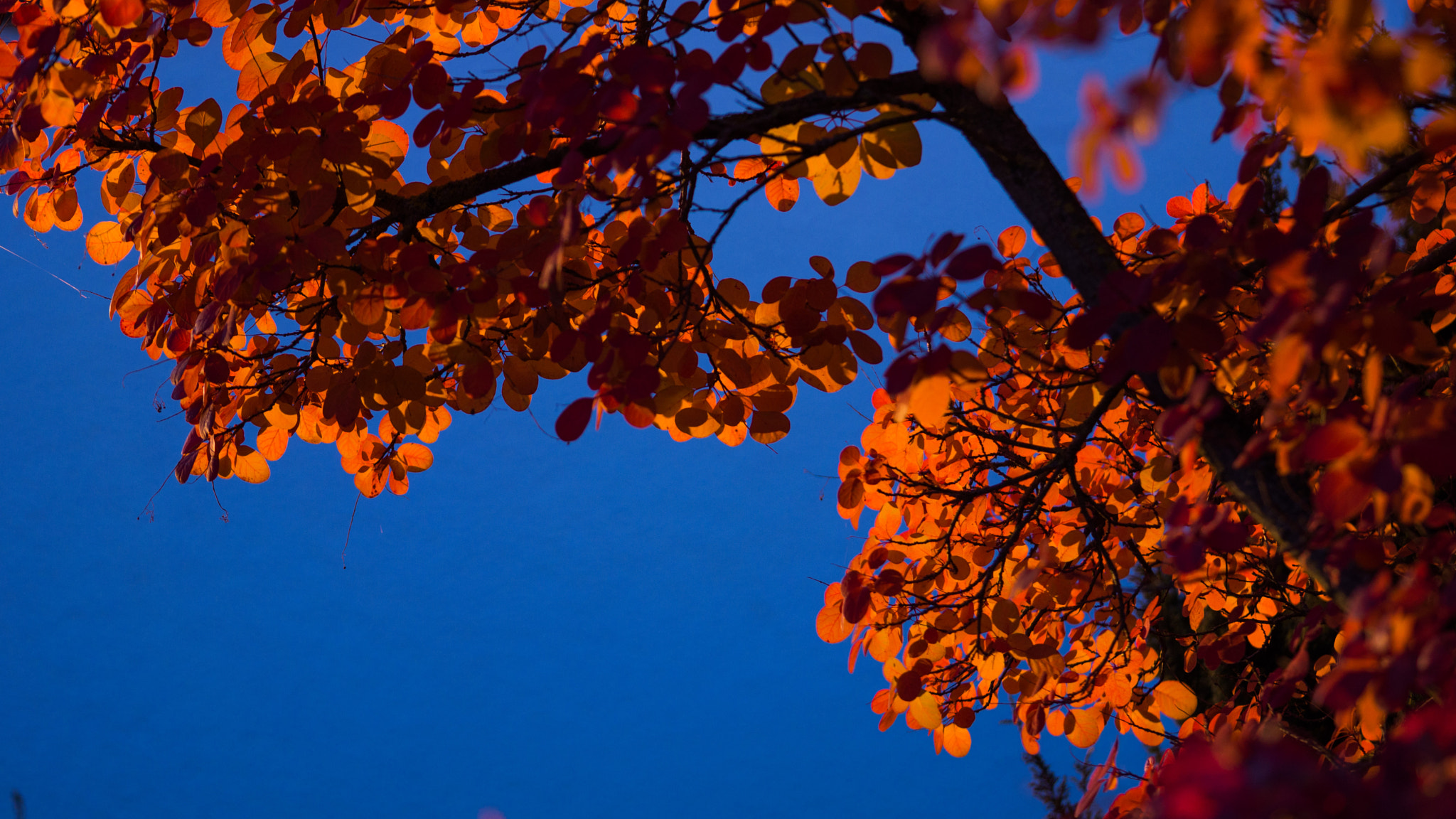 Sony Alpha NEX-7 sample photo. Fall is orange. photography